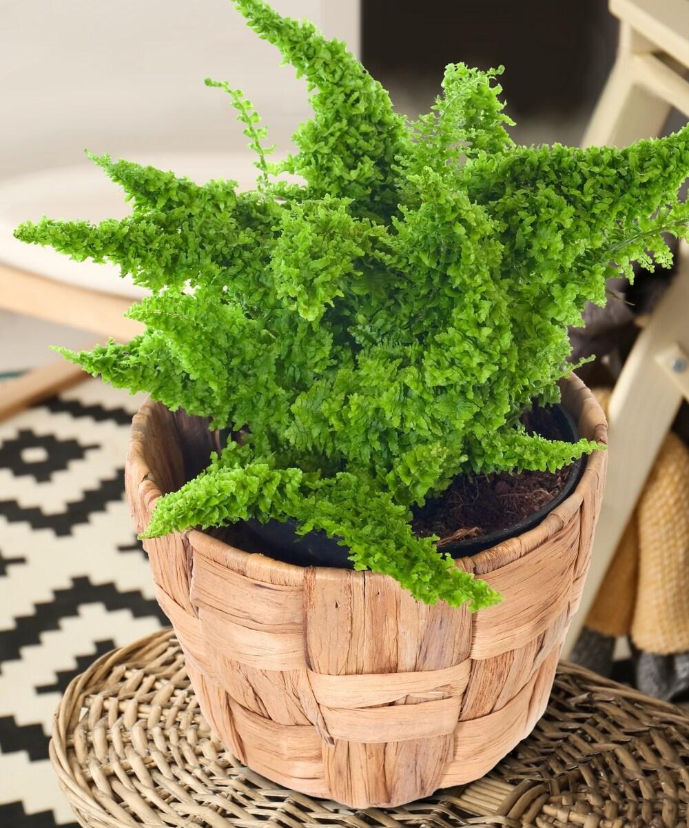 Large Green Crinkle Fern in Black Grower Pot (3-Pack)