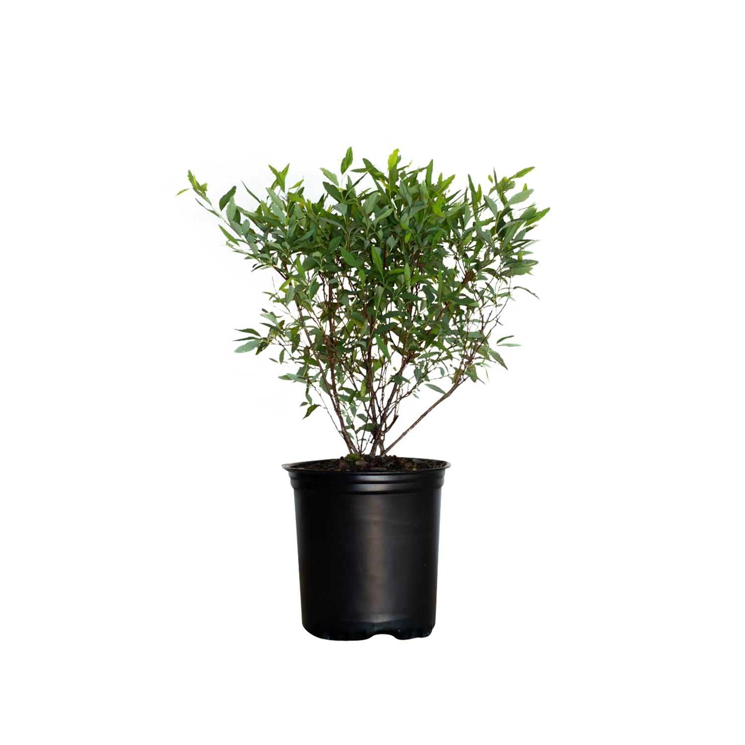 Reeves Bridal Wreath Spirea (2.5 Quart) White Blooming Deciduous Shrub - Full Sun Live Outdoor Plant