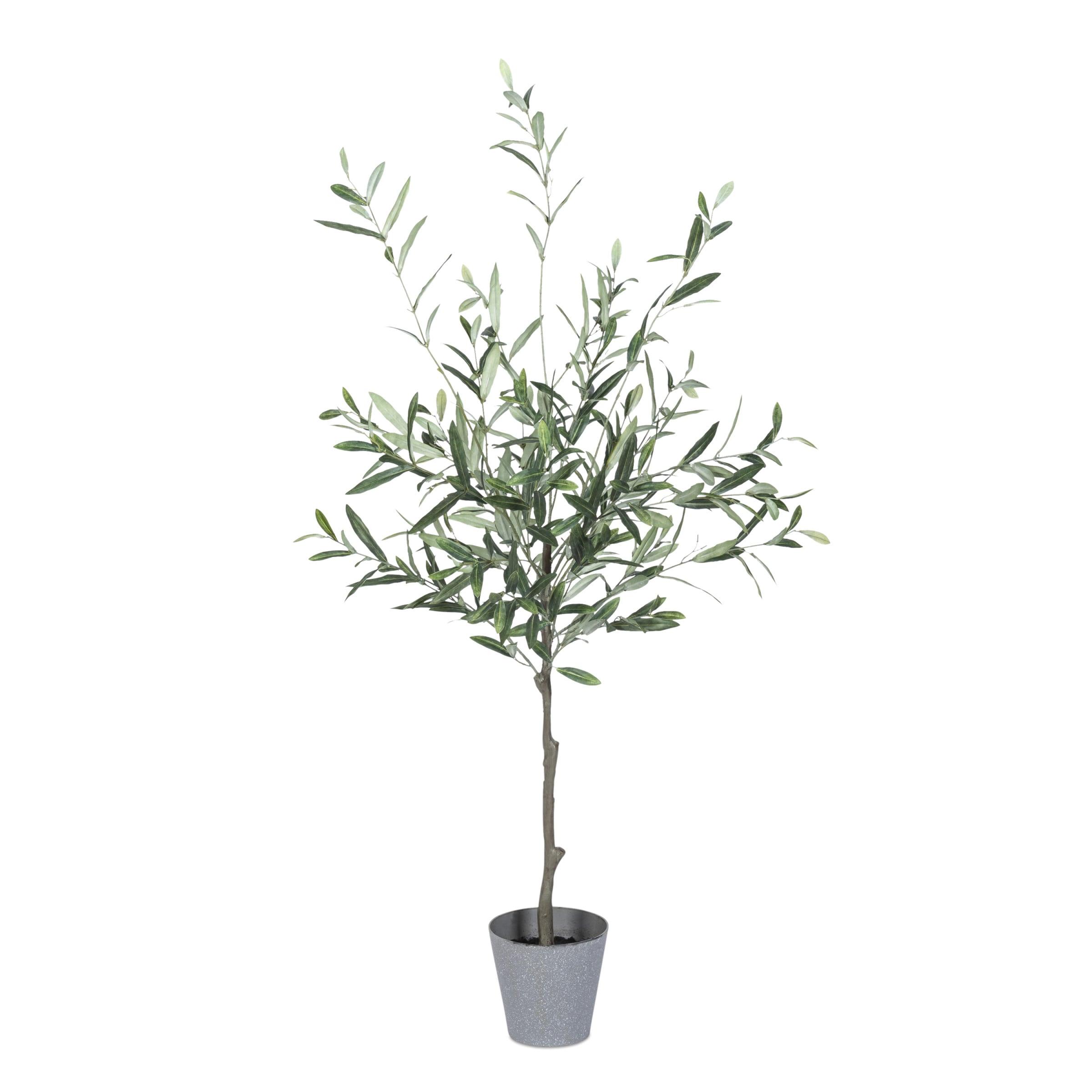 4-Foot Green Olive Tree in Gray Plastic Pot