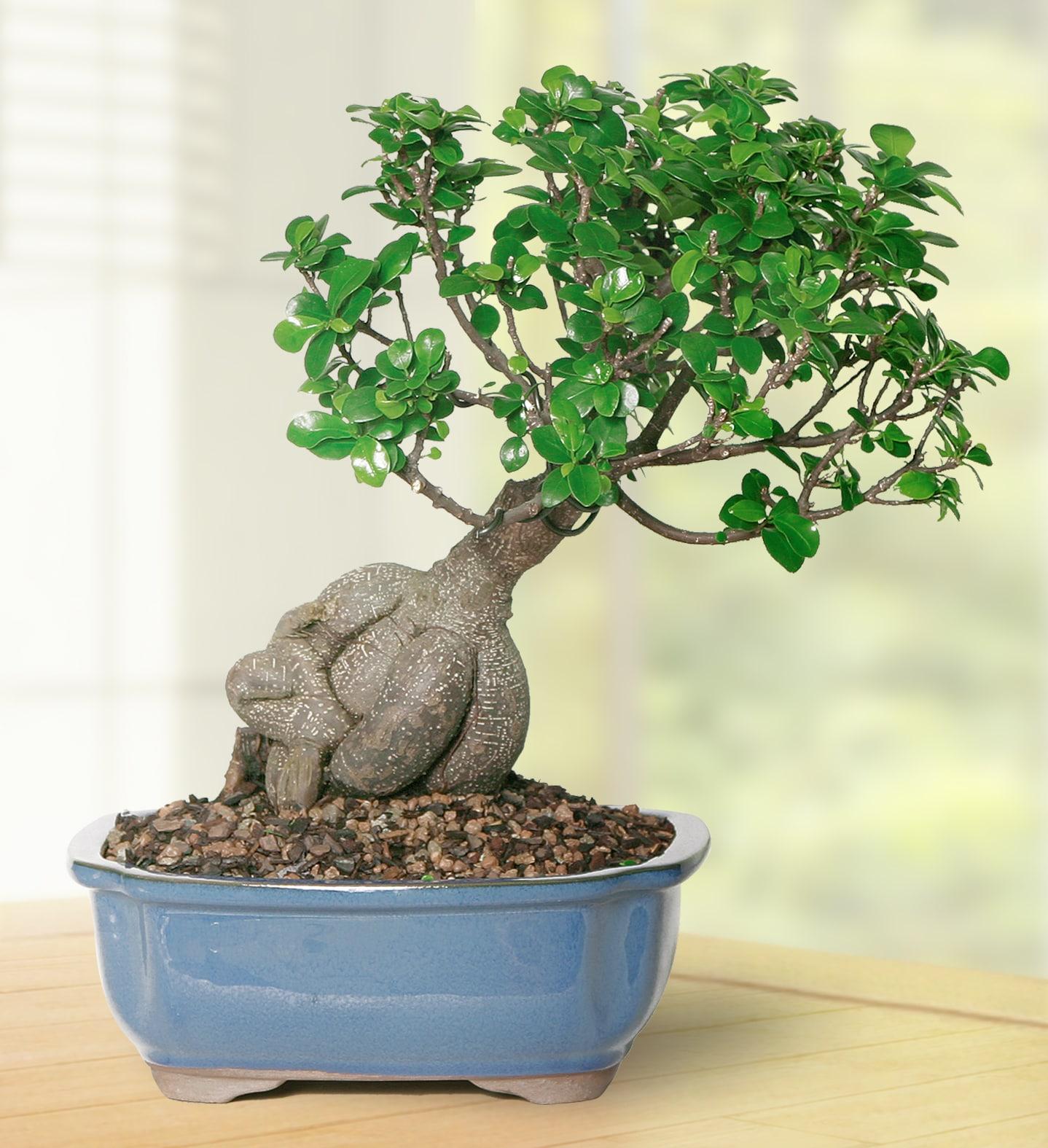 Brussel's Bonsai 12" Ginseng Grafted Ficus Live Plants in 6" Grower Pots (2 Count)