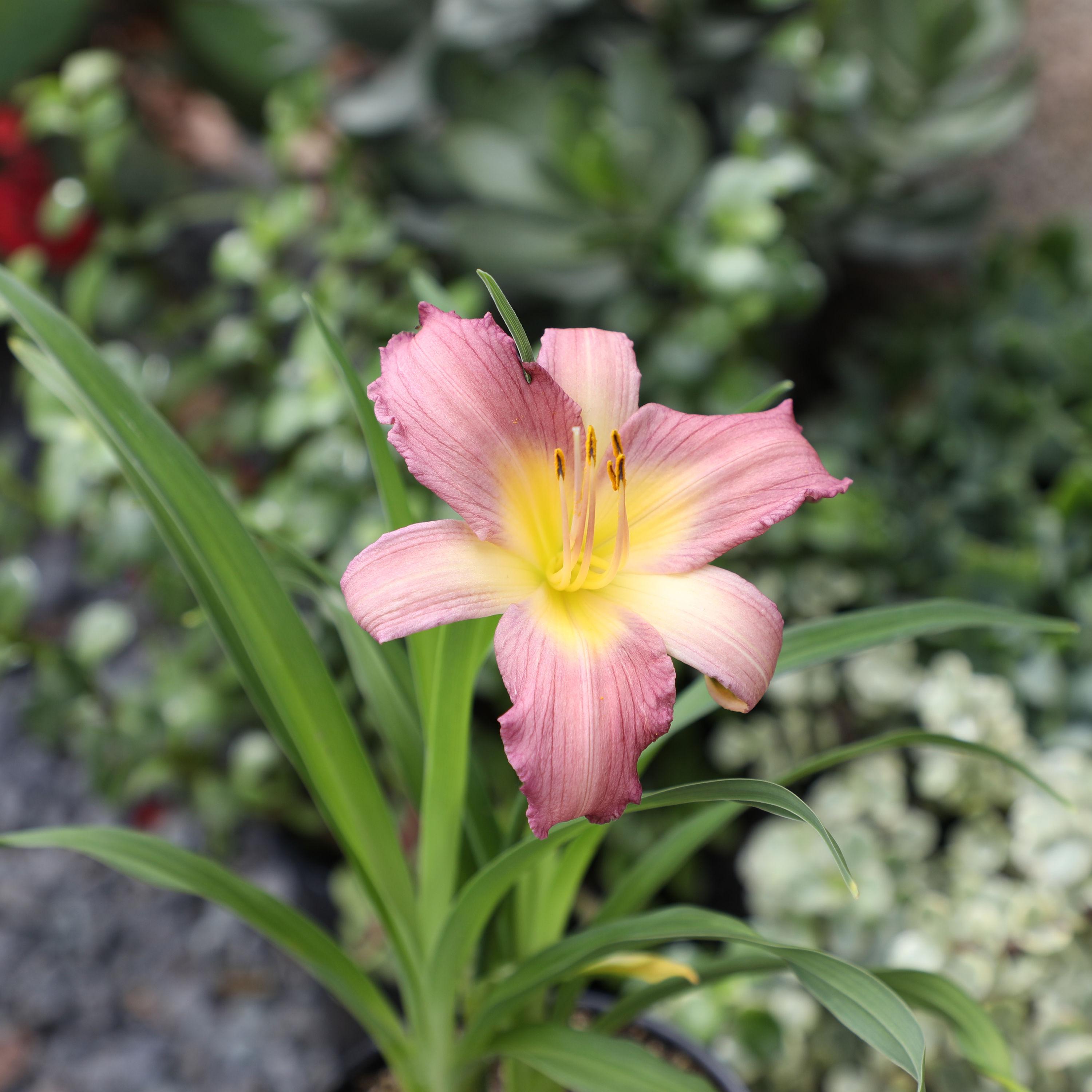Altman Plants 1QT Assorted Daylily Live Plants (4 Pack) with Grower Pots