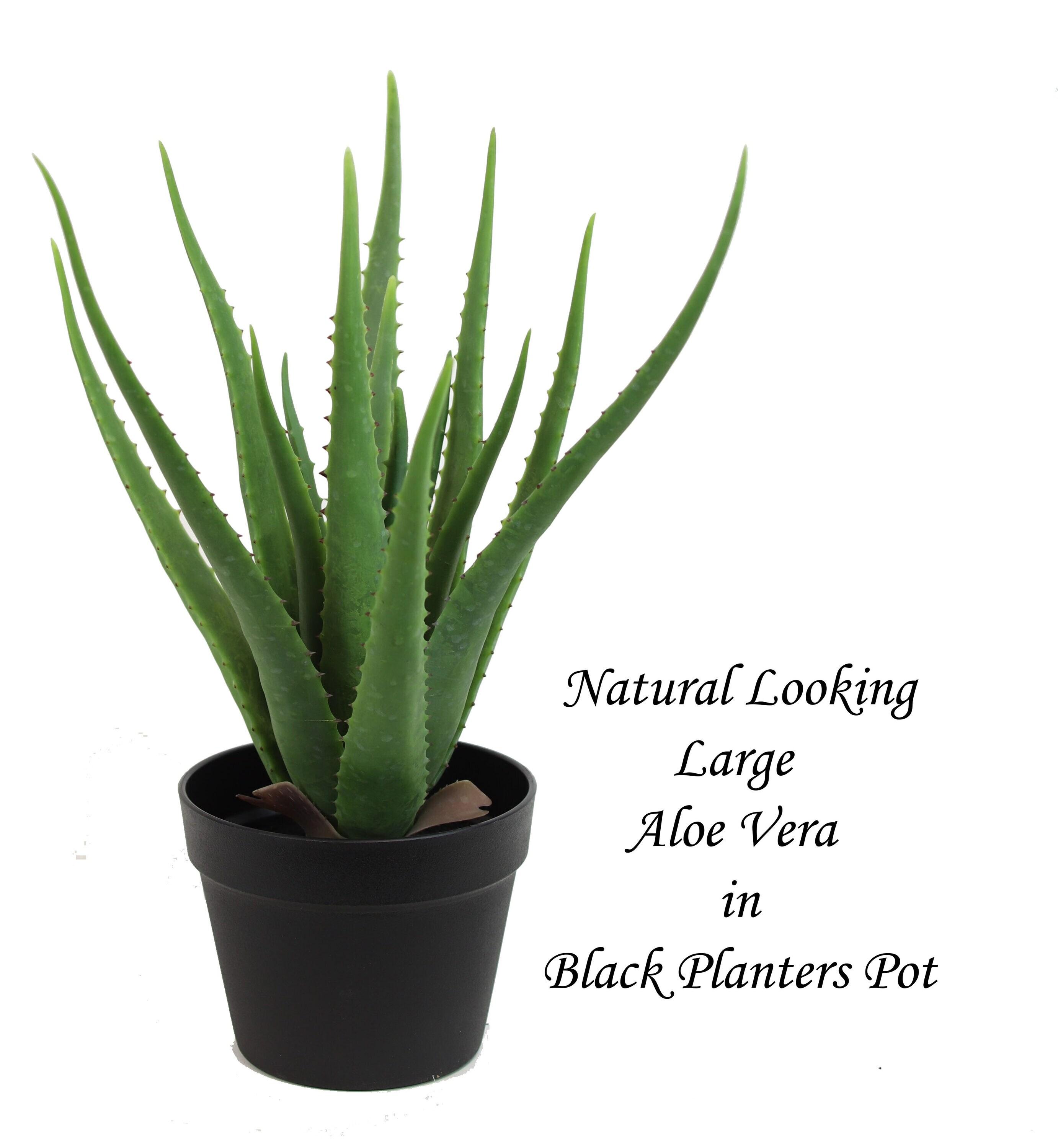 The Mod Greenhouse 19" Artificial Green Aloe Vera Plant in a Matte Black Grower's Pot