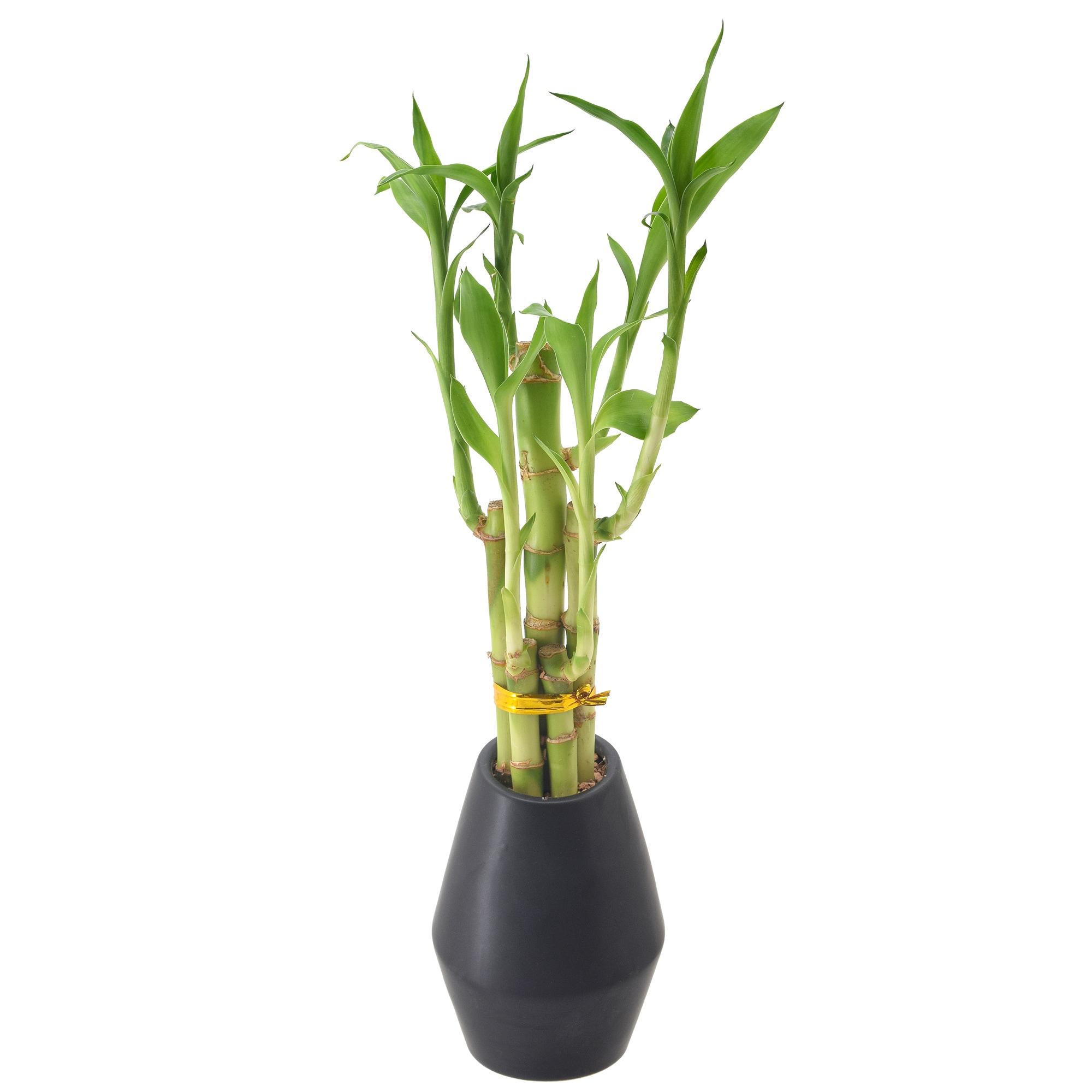 Arcadia Garden Products Live Bamboo Plant in Ceramic Pot