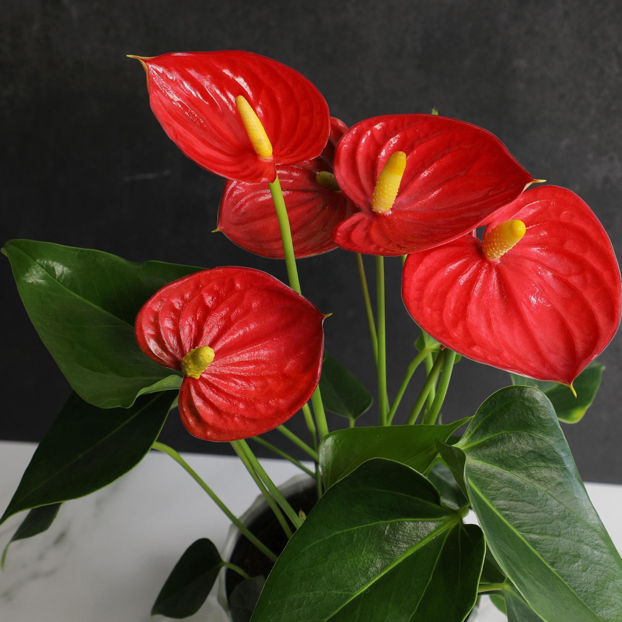Planta de Interior con Flor de Flamenco Anthurium Roja / Maceta Decorativa de 6 Pulgadas; Luz / Elemento Indirecta de Altman Plants