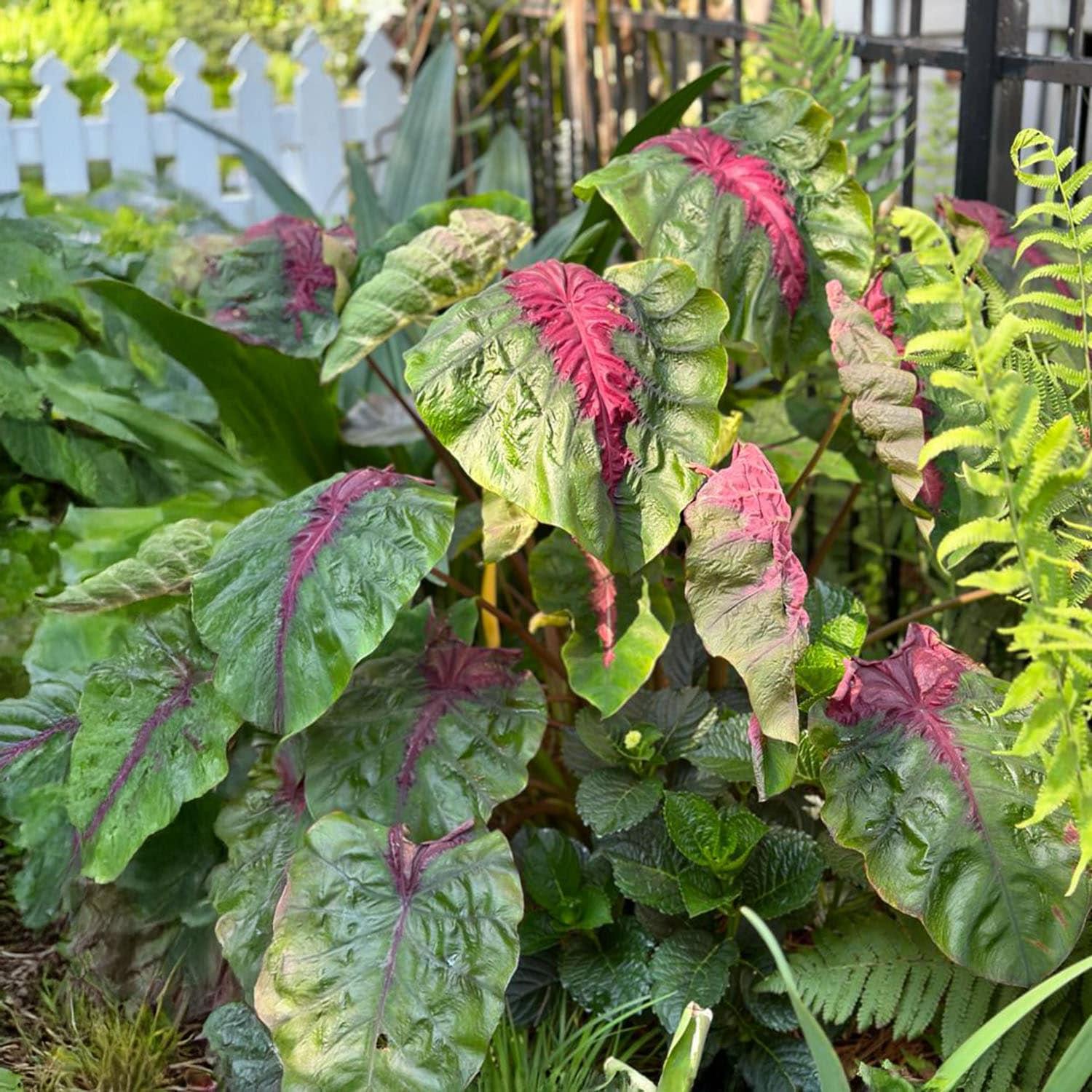 Garden State Bulb Colocasia Madeira Star Elephant Ear Bulbs, Spring Planting (Bag of 1)