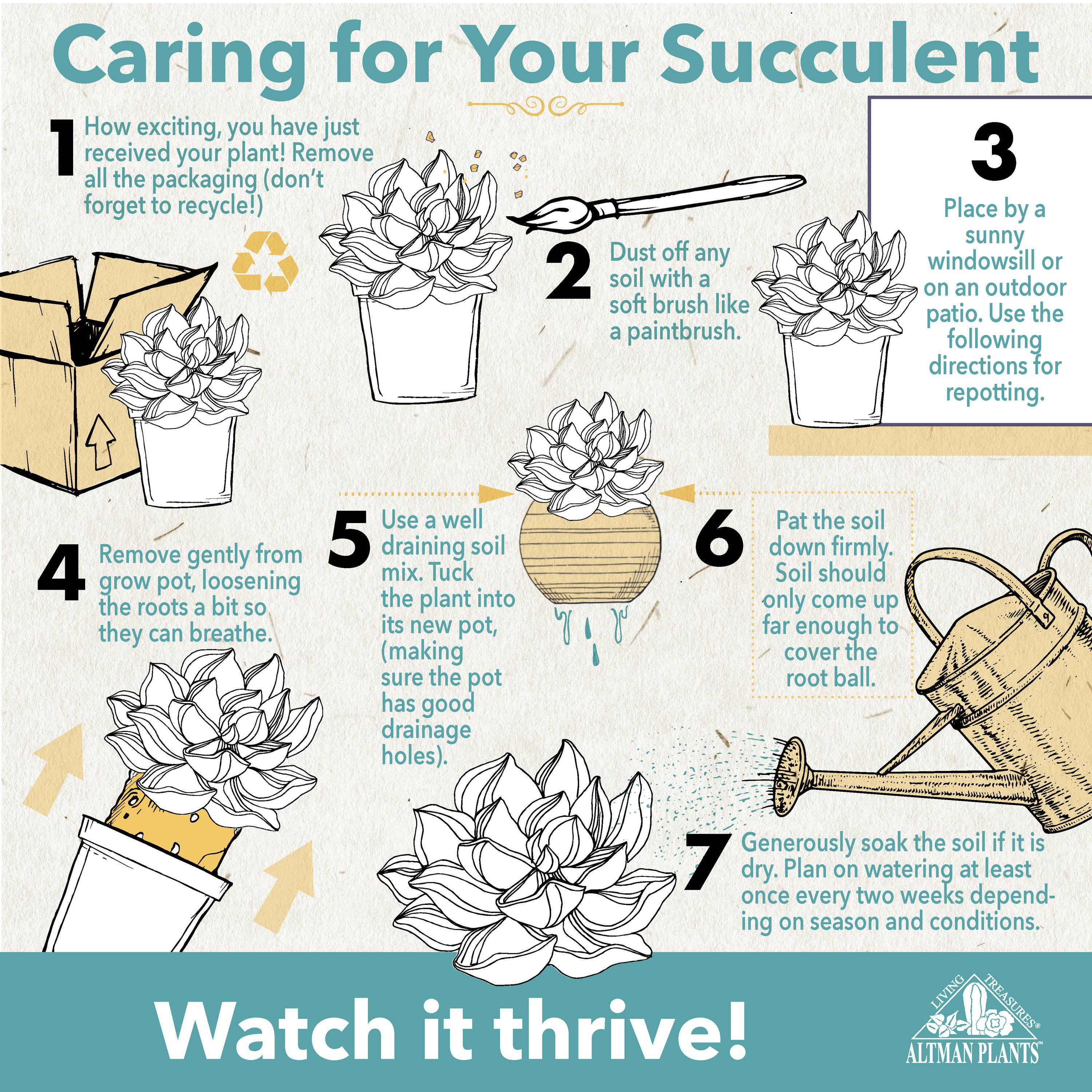 Altman Plants Tanzanian Zipper Plant, Euphorbia Cactus | 6in Décor Pot, Filtered Sun, Exotic Plant