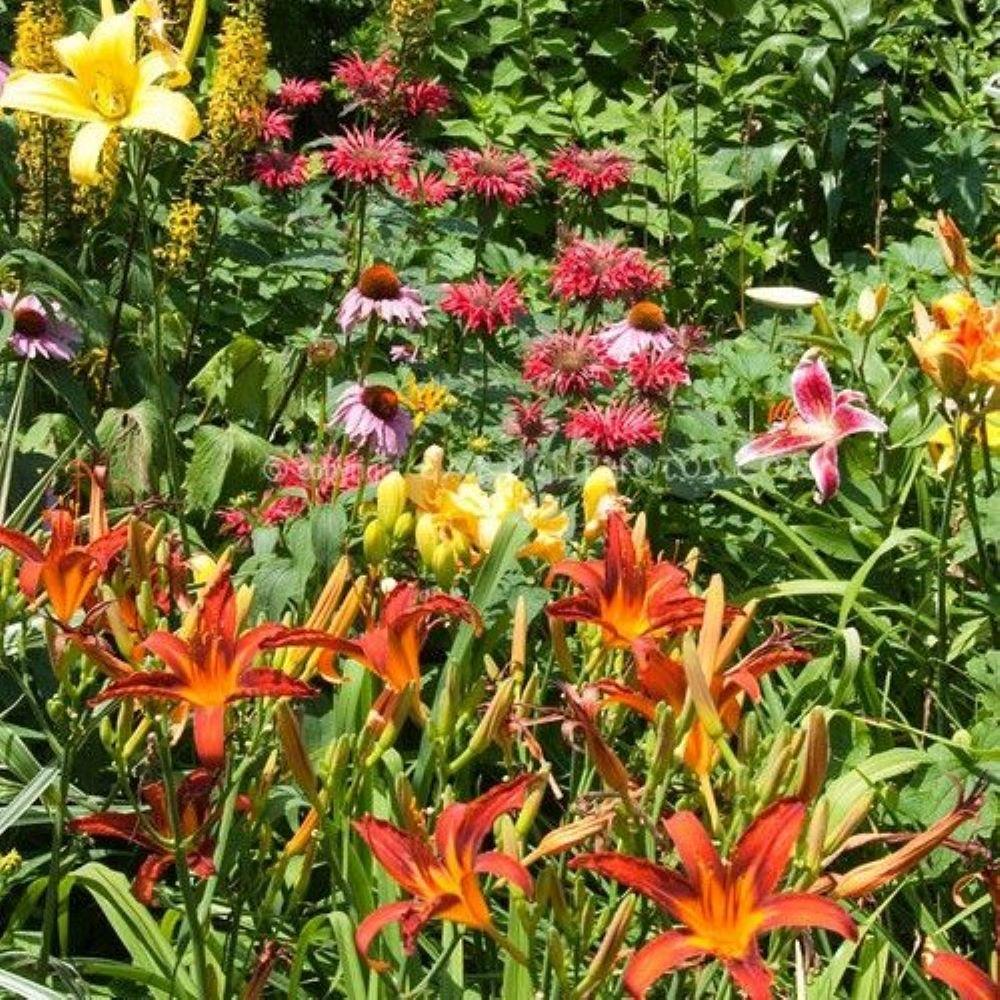 Altman Plants 1QT Assorted Daylily Live Plants (4 Pack) with Grower Pots