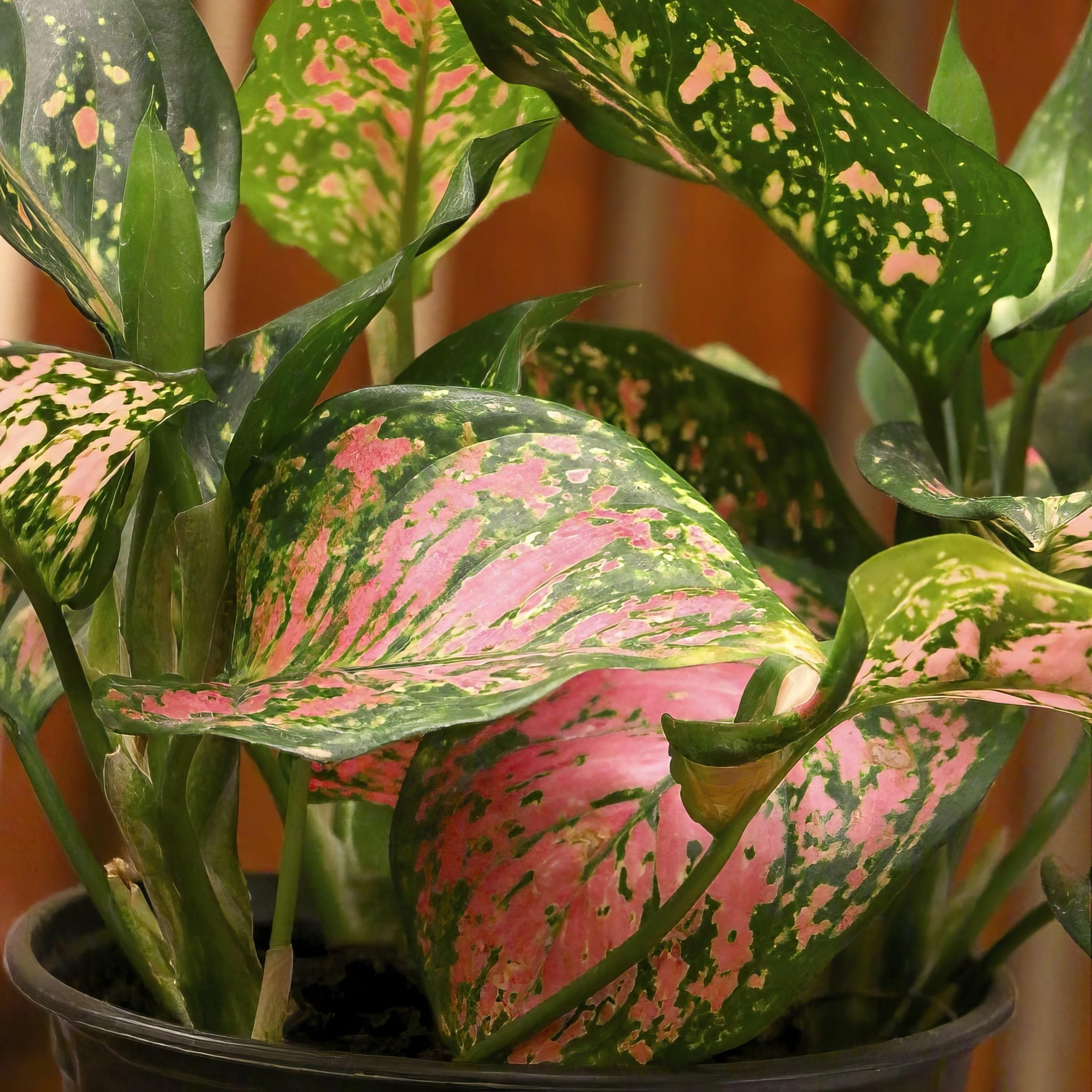 6 in. Aglaonema Red Wishes Plant