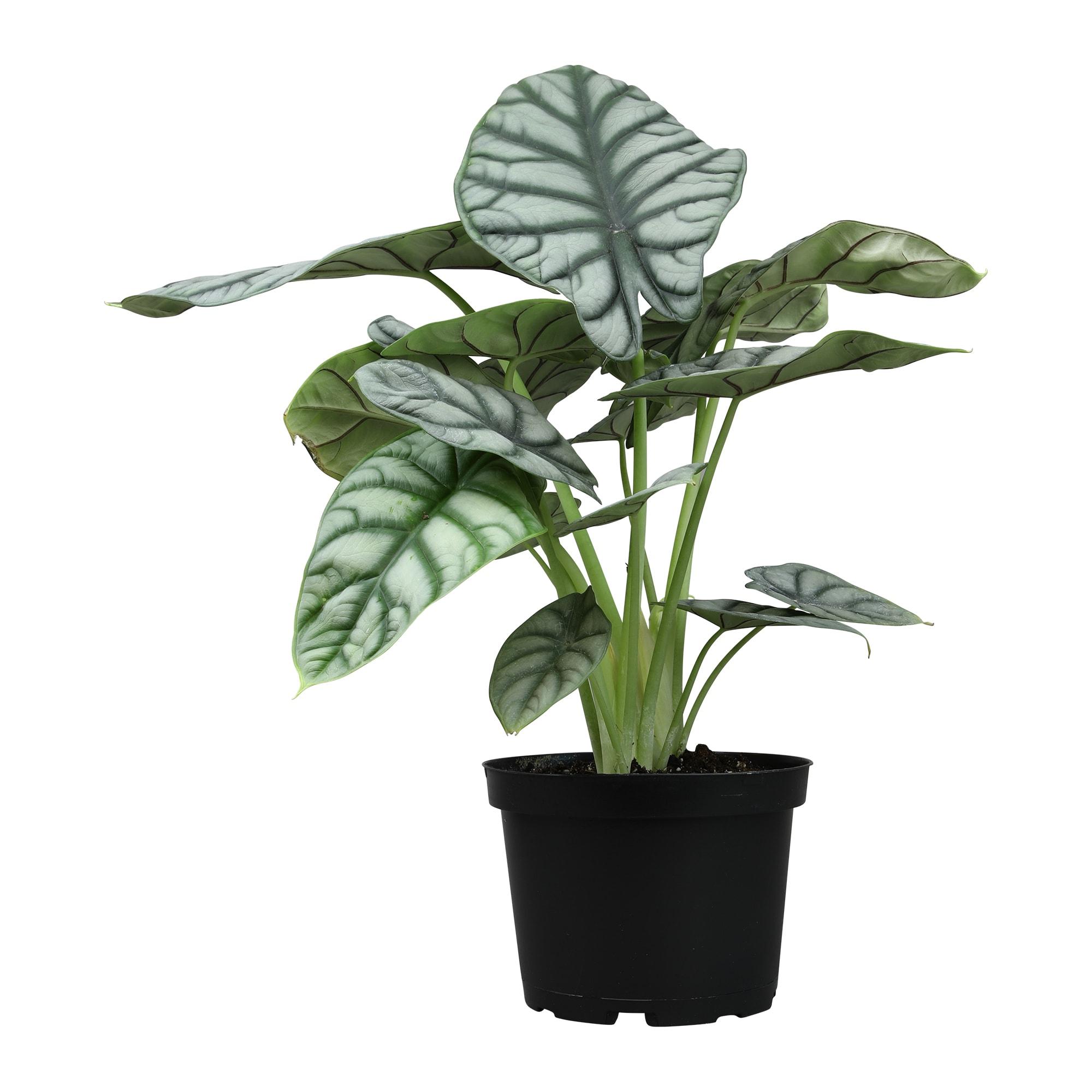 Silver Dragon Alocasia, Unique Houseplant | 6in. Grow Pot; Filtered Light | Element by Altman Plants