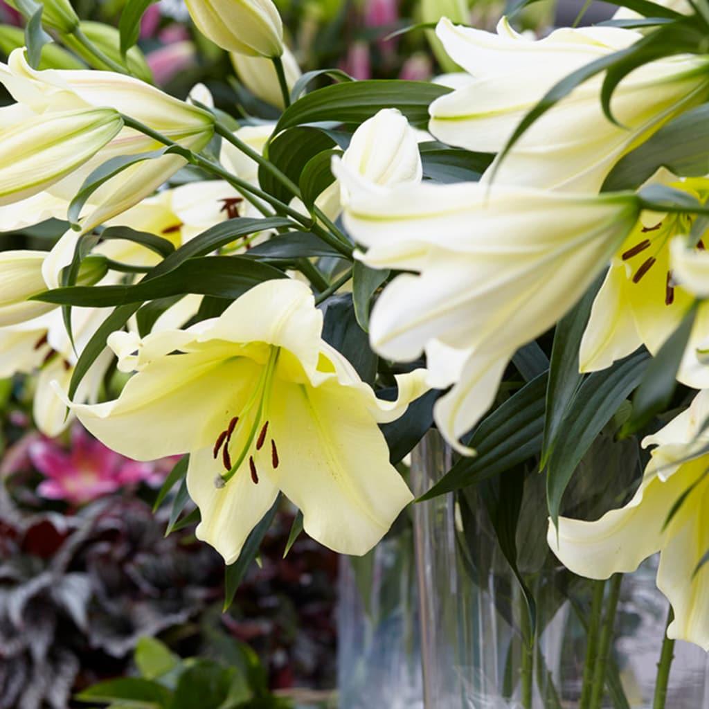 Van Zyverden Lilies Big Brother Set of 7 Bulbs Yellow Partial Sun Easy to Grow 2 lbs