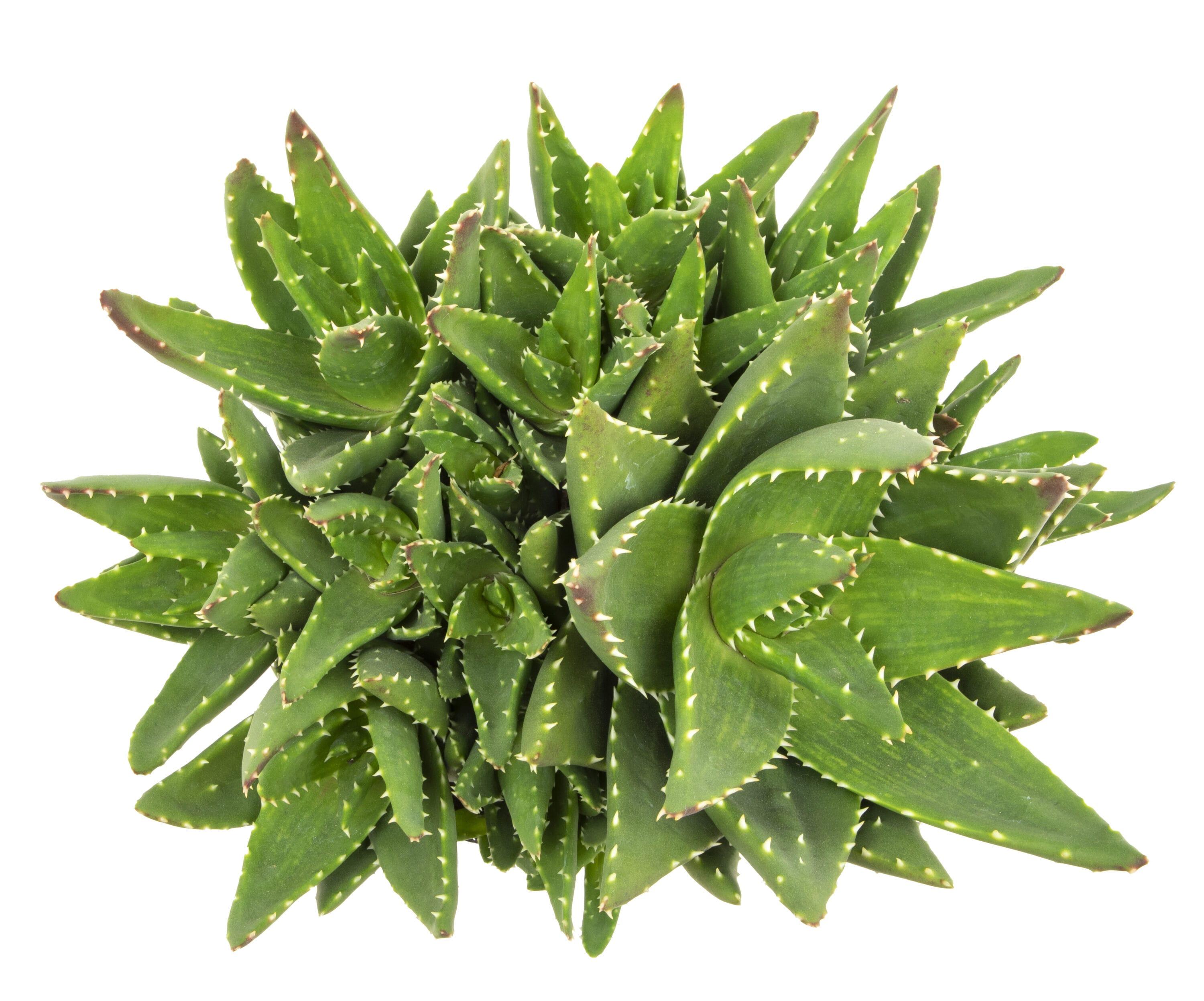 Element by Altman Plants 1Gal Aloe Nobilis Live Succulent Plant