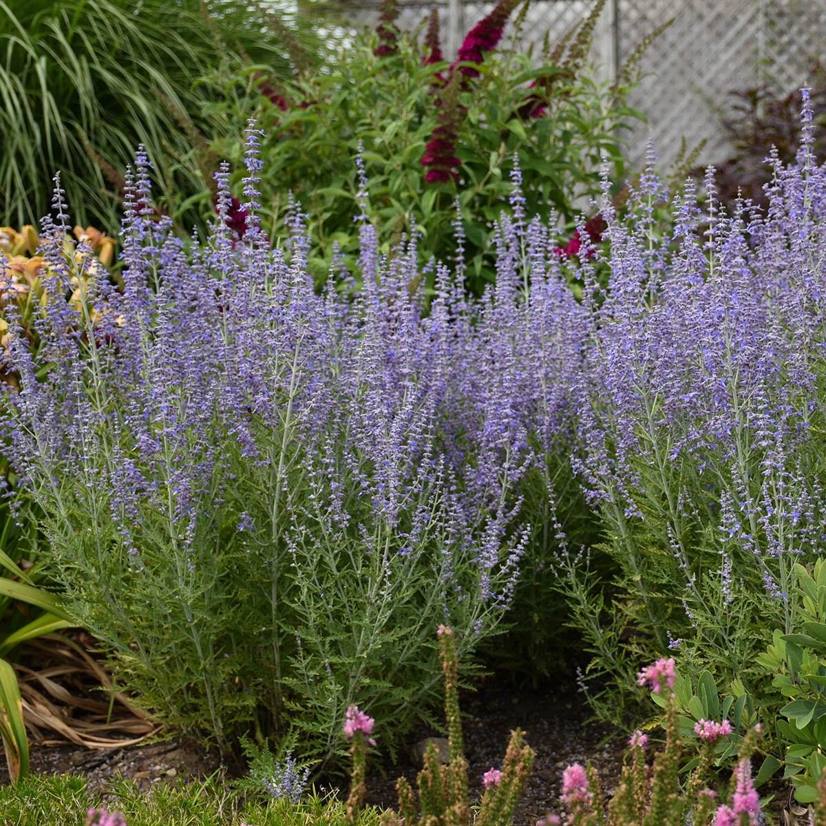 Blue Jean Baby Russian Sage (Perovskia) Dormant Bare Root Perennial Plant, 1-Pack