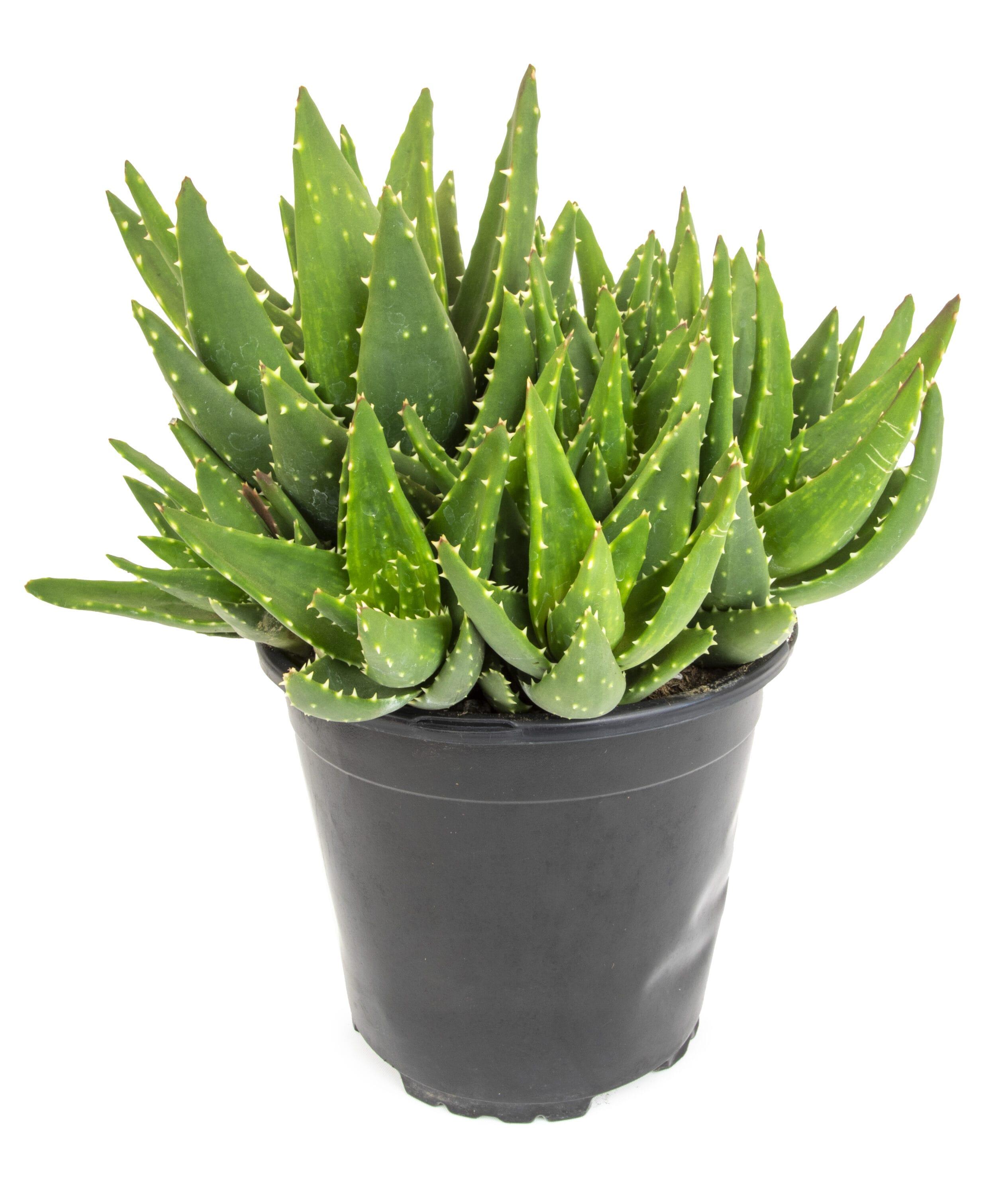 Element by Altman Plants 1Gal Aloe Nobilis Live Succulent Plant