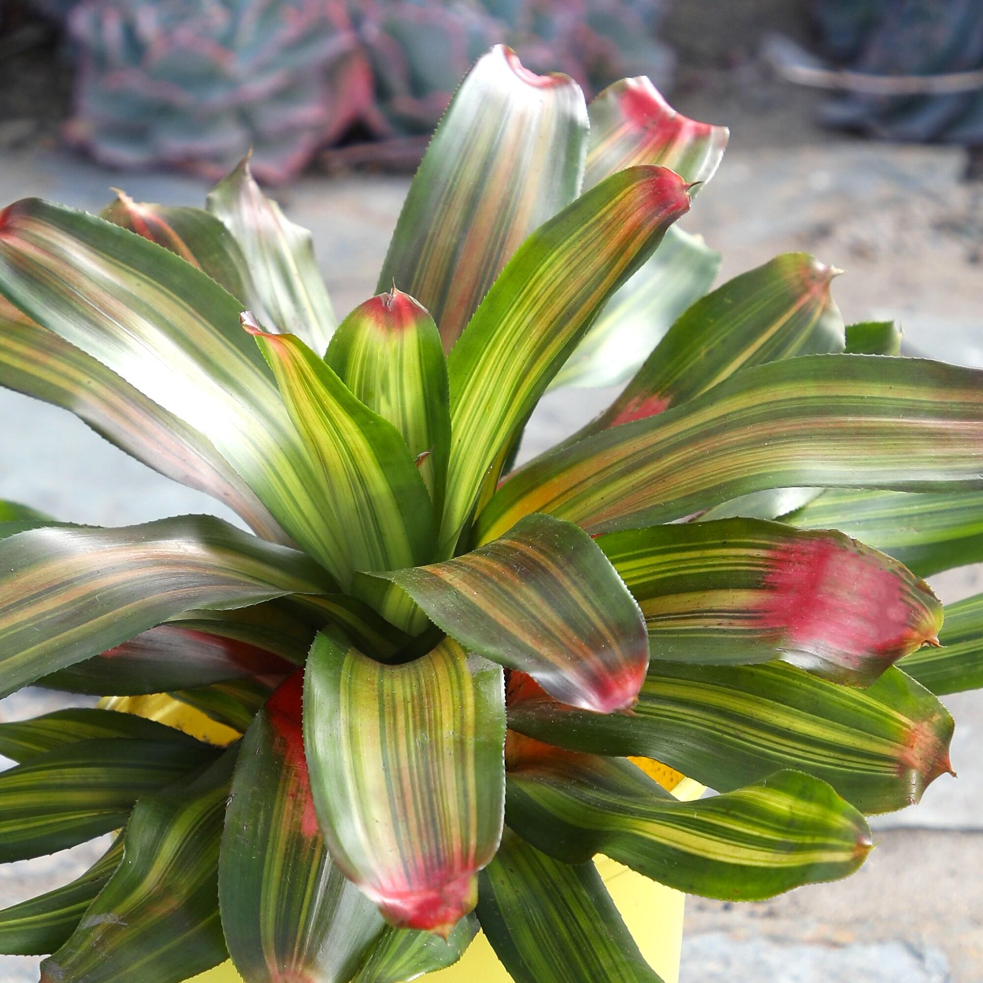 Altman Plants Neoregelia Freddie | Bromeliad Houseplant & Perennial | 4qt. Grow Pot; Indirect Light