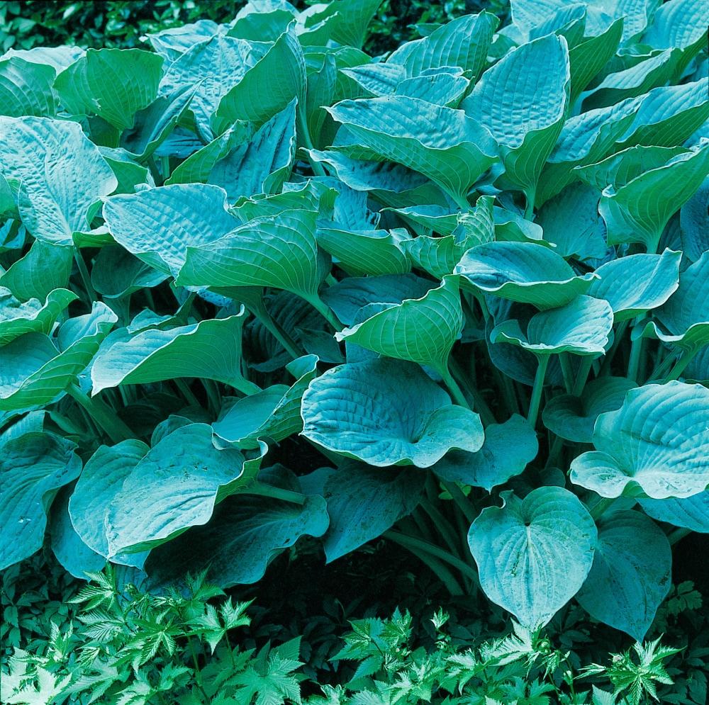 Colossal Blue Hosta Dormant Bare Root Shade Loving Perennial Plant, 1-Pack
