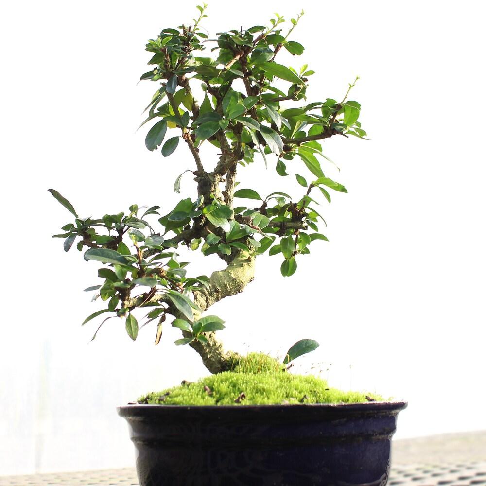 Brussel's Bonsai 1 Feet White Flowering Fukien Tea In pot (with soil)