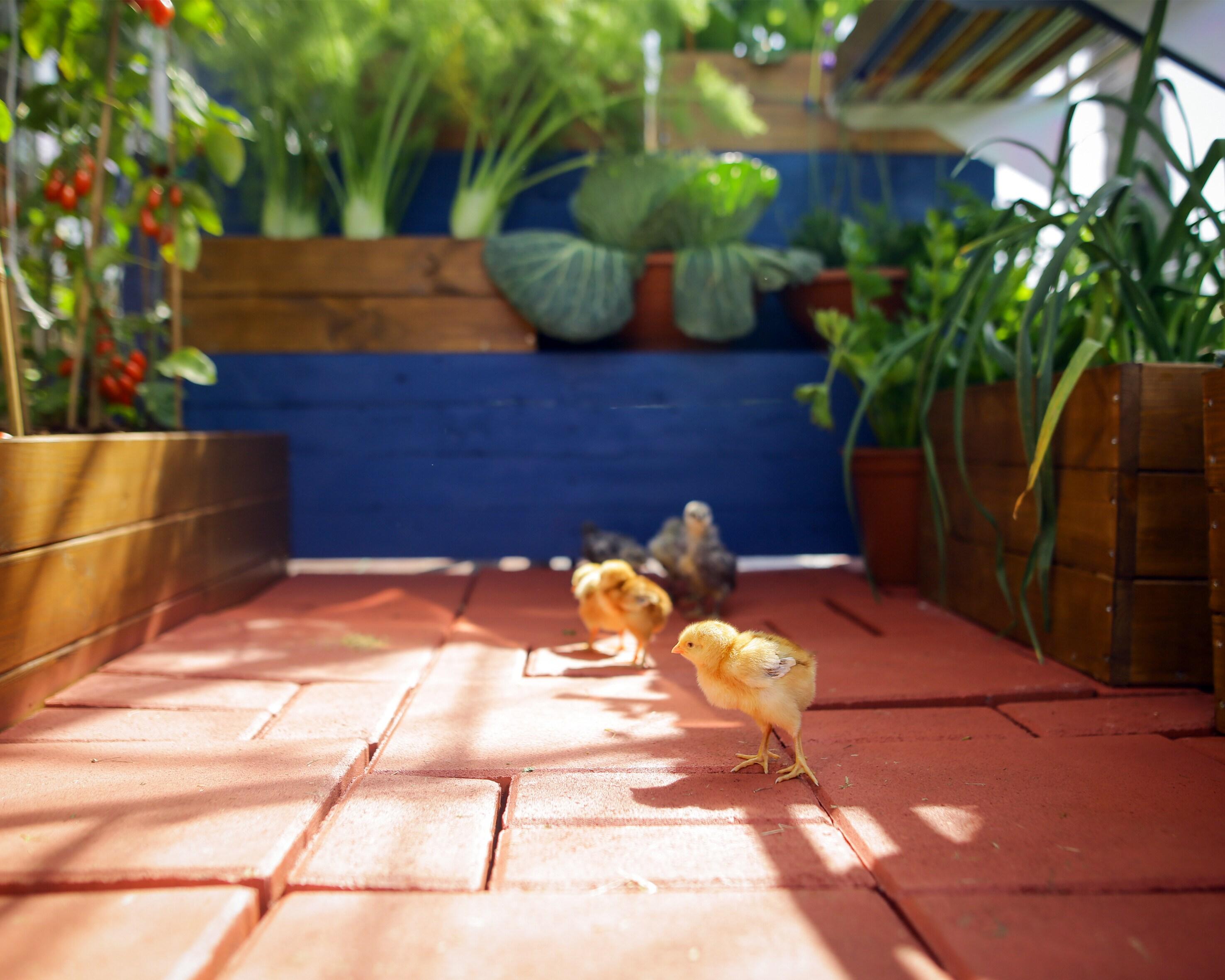Canopia Palram - Canopia Mythos Greenhouse