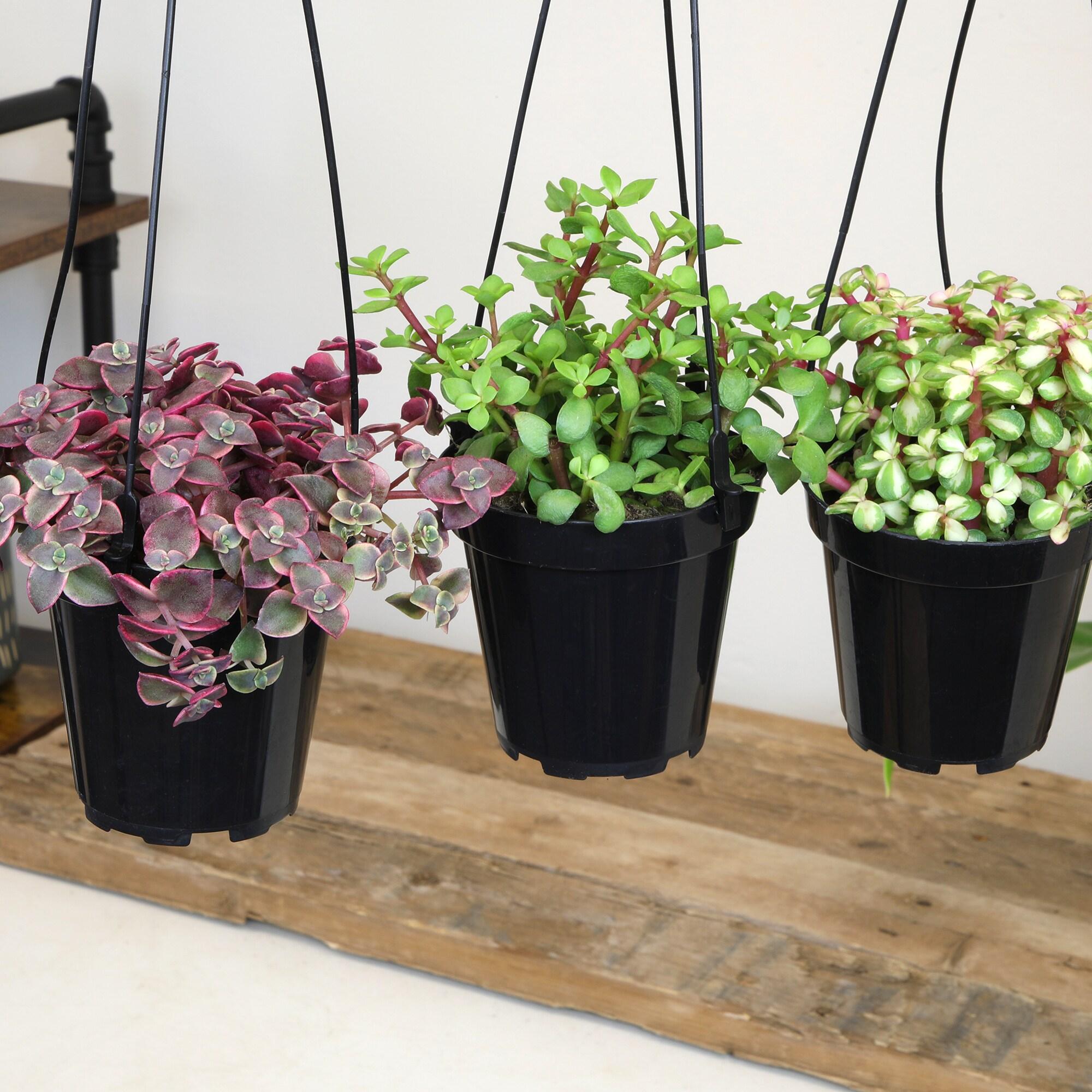 Altman Plants Hanging Succulents Baskets (3-pack) Fun Easy Plants in 3.5 in. Hanging Pots