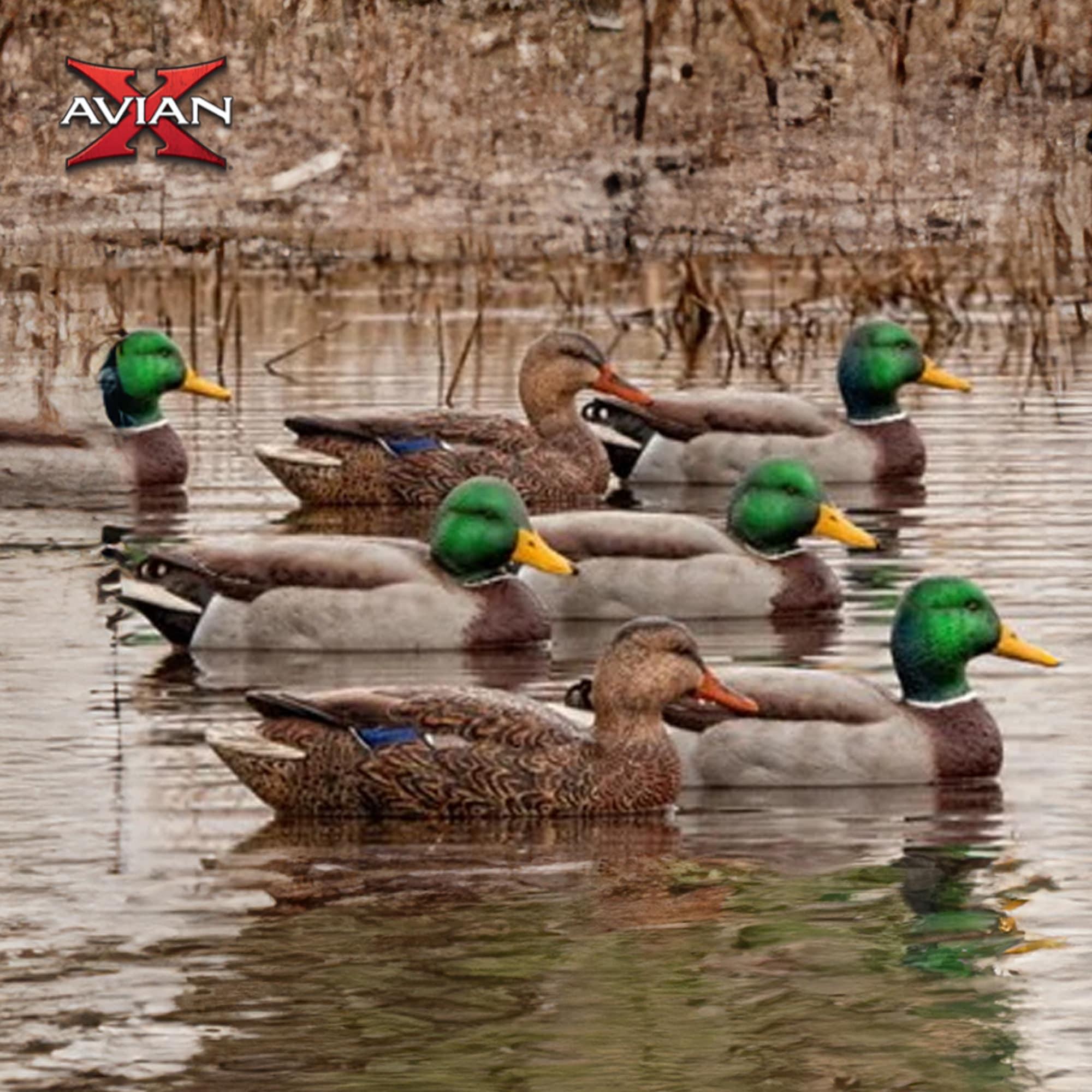 Open Box Avian X Early Season Mallard Duck Realistic Decoys, Multicolor, 6pk