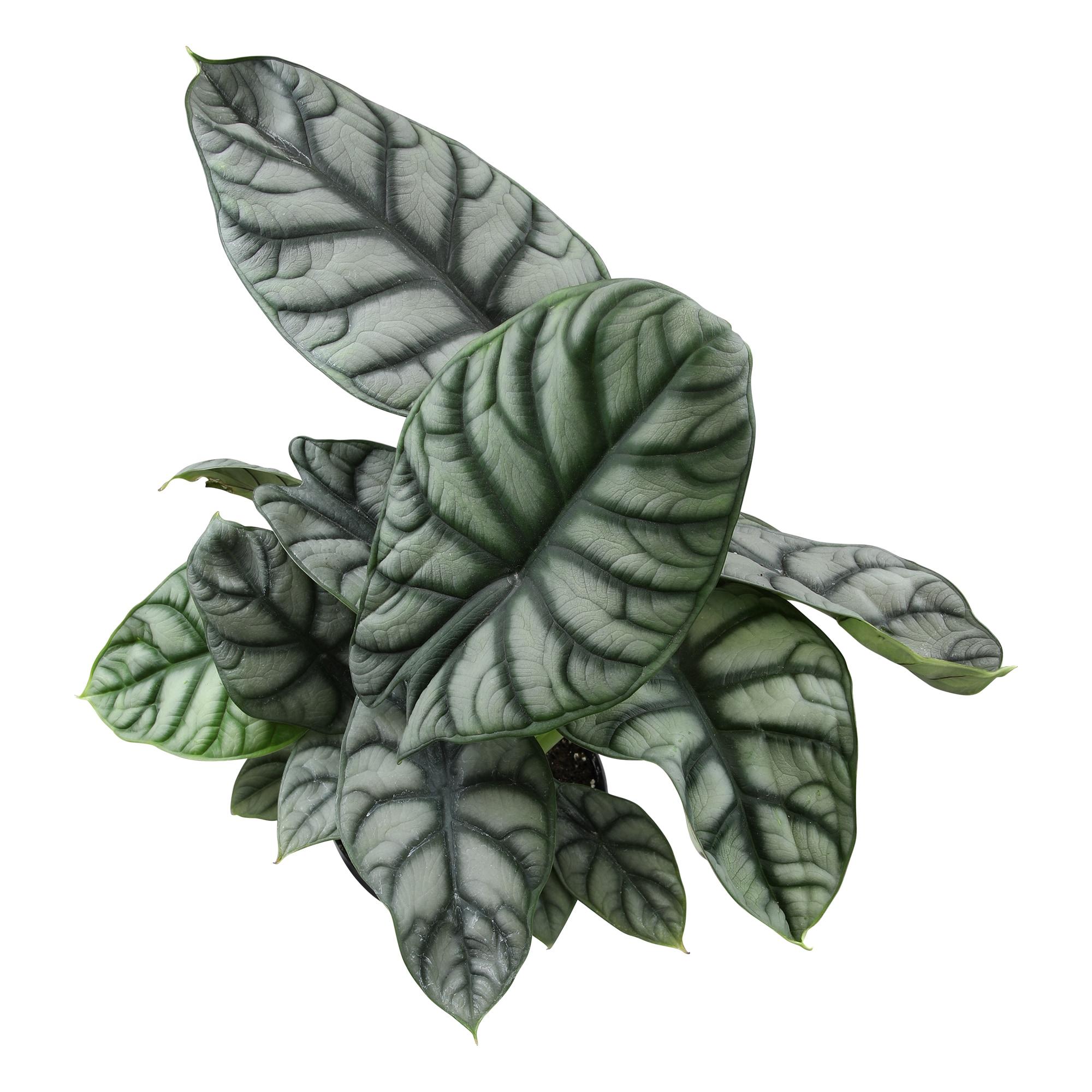 Silver Dragon Alocasia, Unique Houseplant | 6in. Grow Pot; Filtered Light | Element by Altman Plants