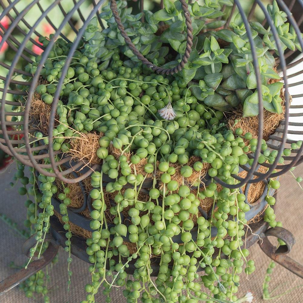 Element By Altman Plants String of Pearls Succulent (Senecio Rowleyanus) 6" Live Plant Hanging Basket