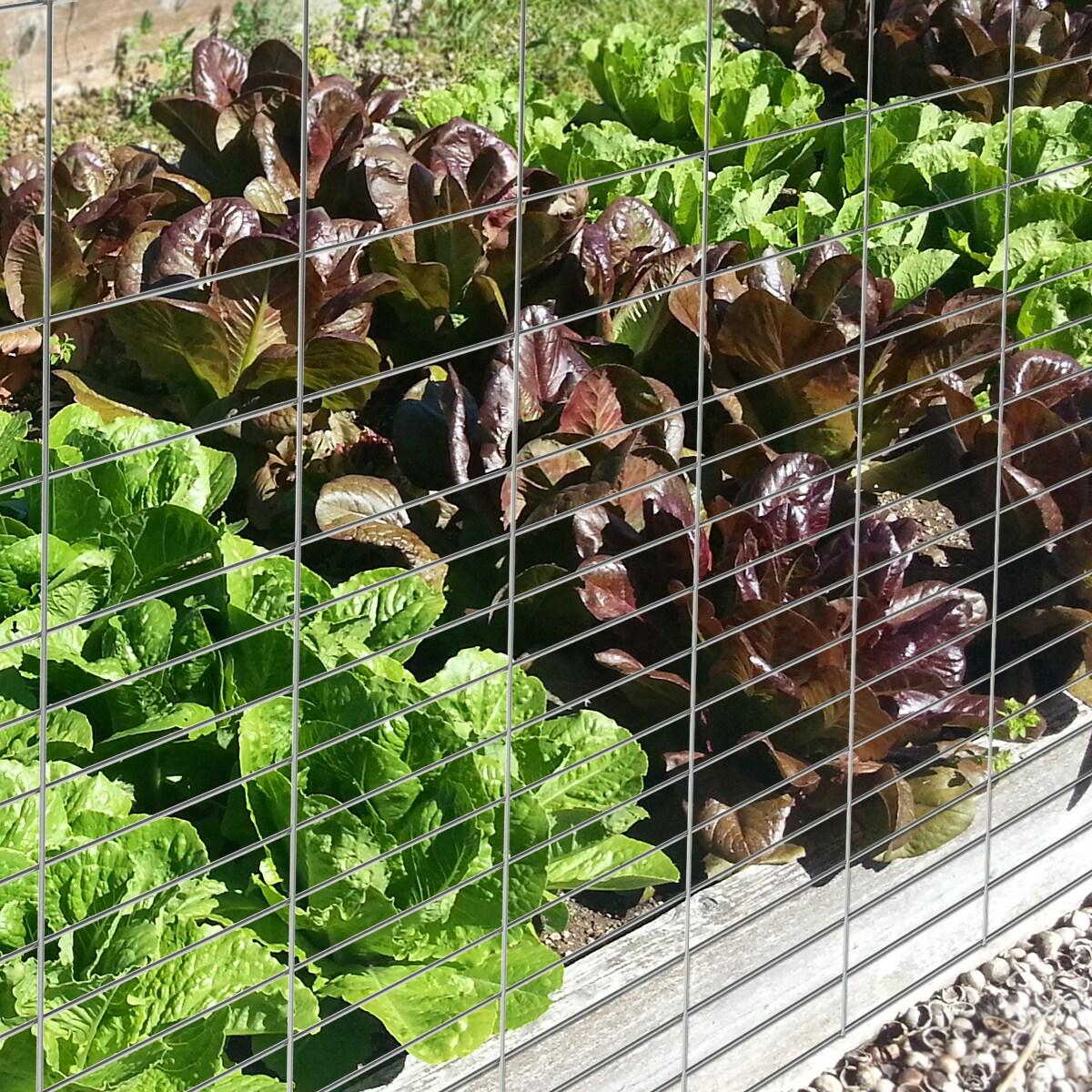 36-Inch Gray Galvanized Steel Rabbit Guard Garden Fence