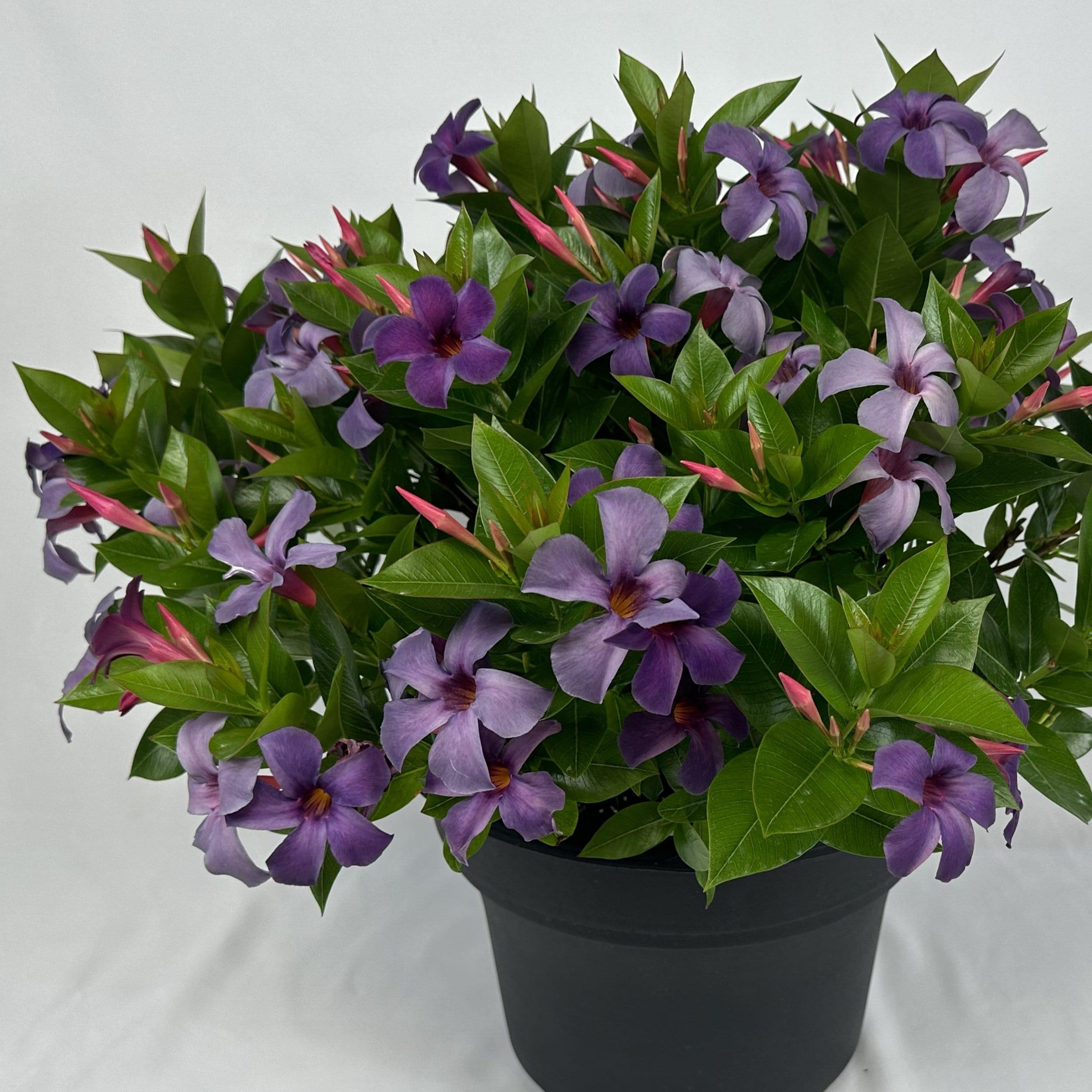 Blue Mandevilla Bluephoria Summer 4-inch Pot 3-Pack