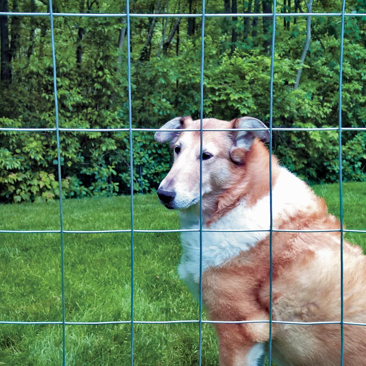 Garden Zone 36 in. H x 50 ft. L Steel Fence