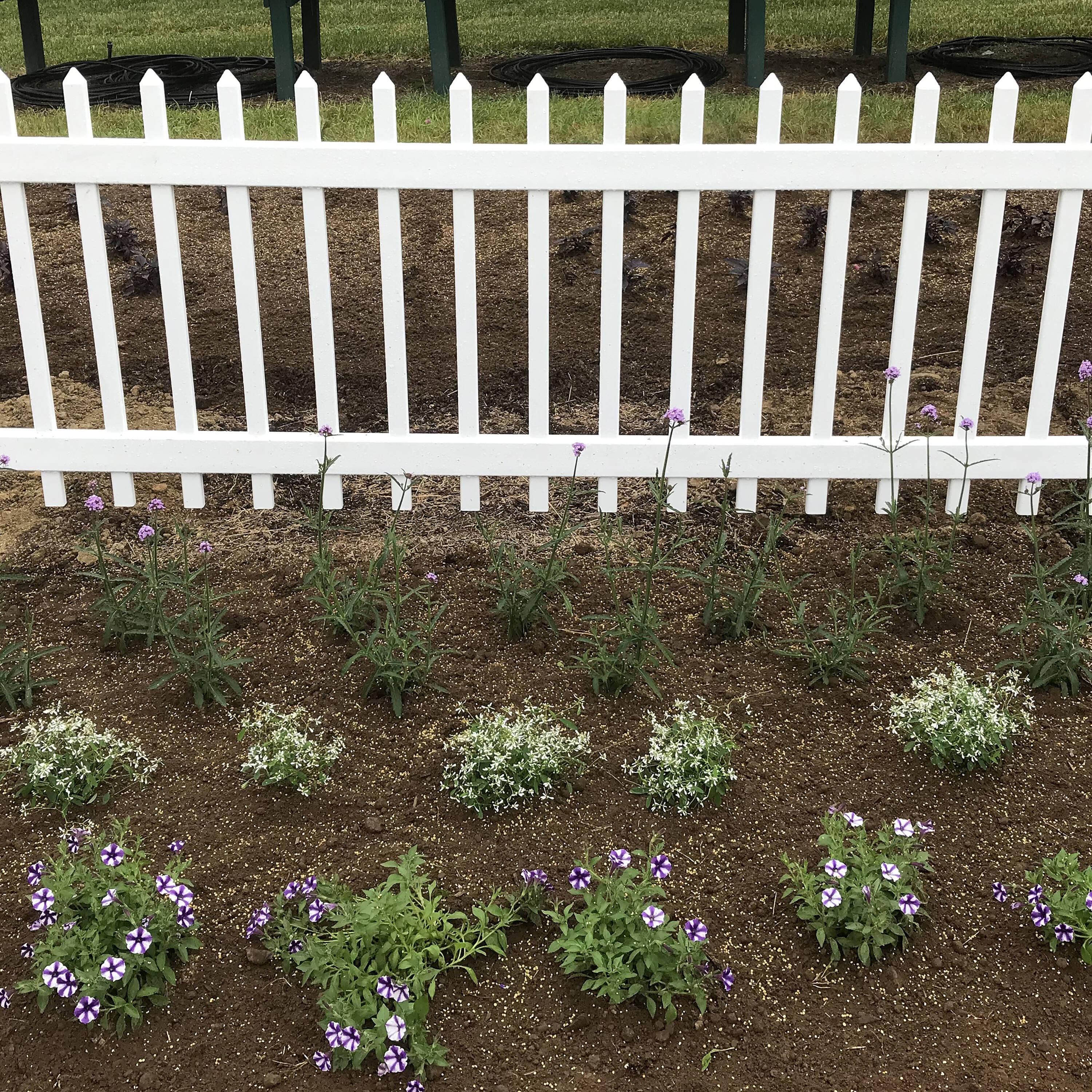 Proven Winners 6" Purple Supertunia Mini Vista Violet Star Petunia (Petunia hybrid) Annual Live Plant in 4.94" Eco+ Grande Pots (4 Count)