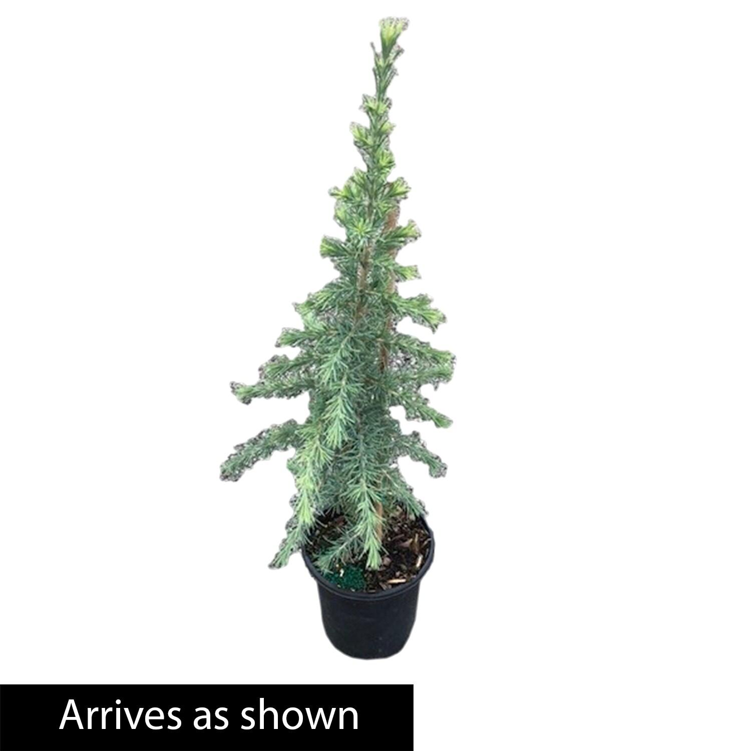 Electric Blue Deodora Cedar Tree Potted Evergreen Plant, in a 2.25 Gal. Pot