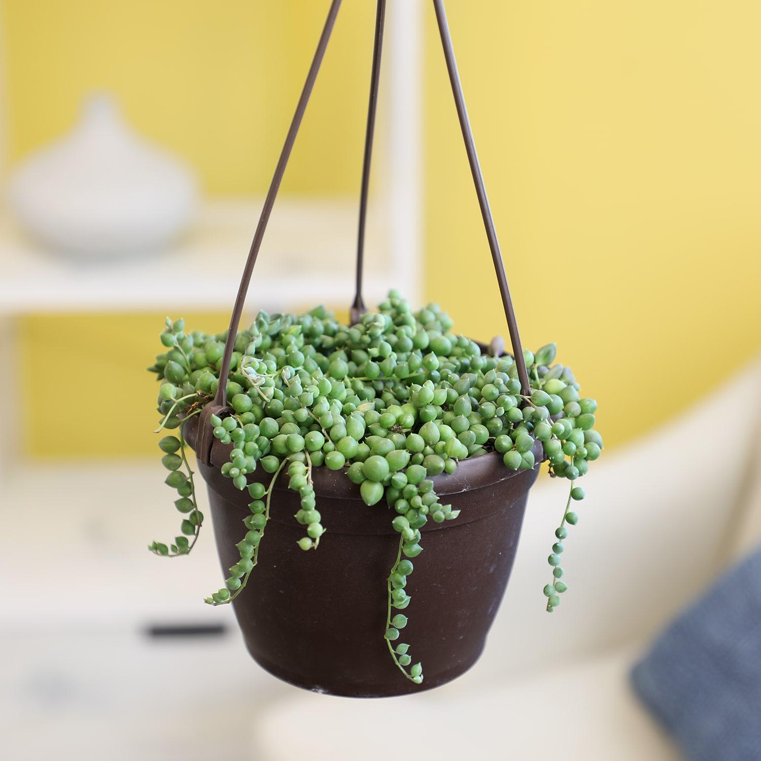 Element By Altman Plants String of Pearls Succulent (Senecio Rowleyanus) 6" Live Plant Hanging Basket