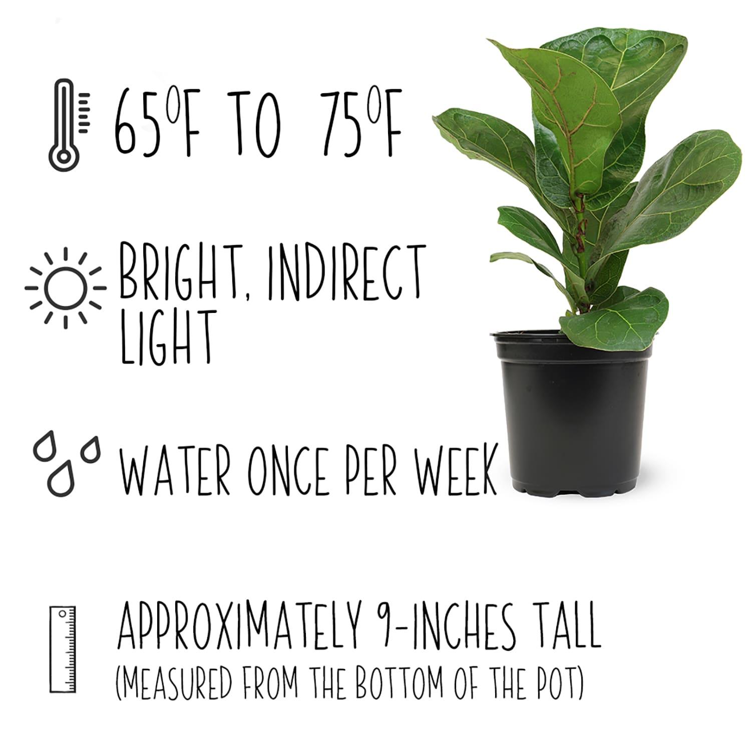 Tall Black Plastic Planter with Fiddle Leaf Fig