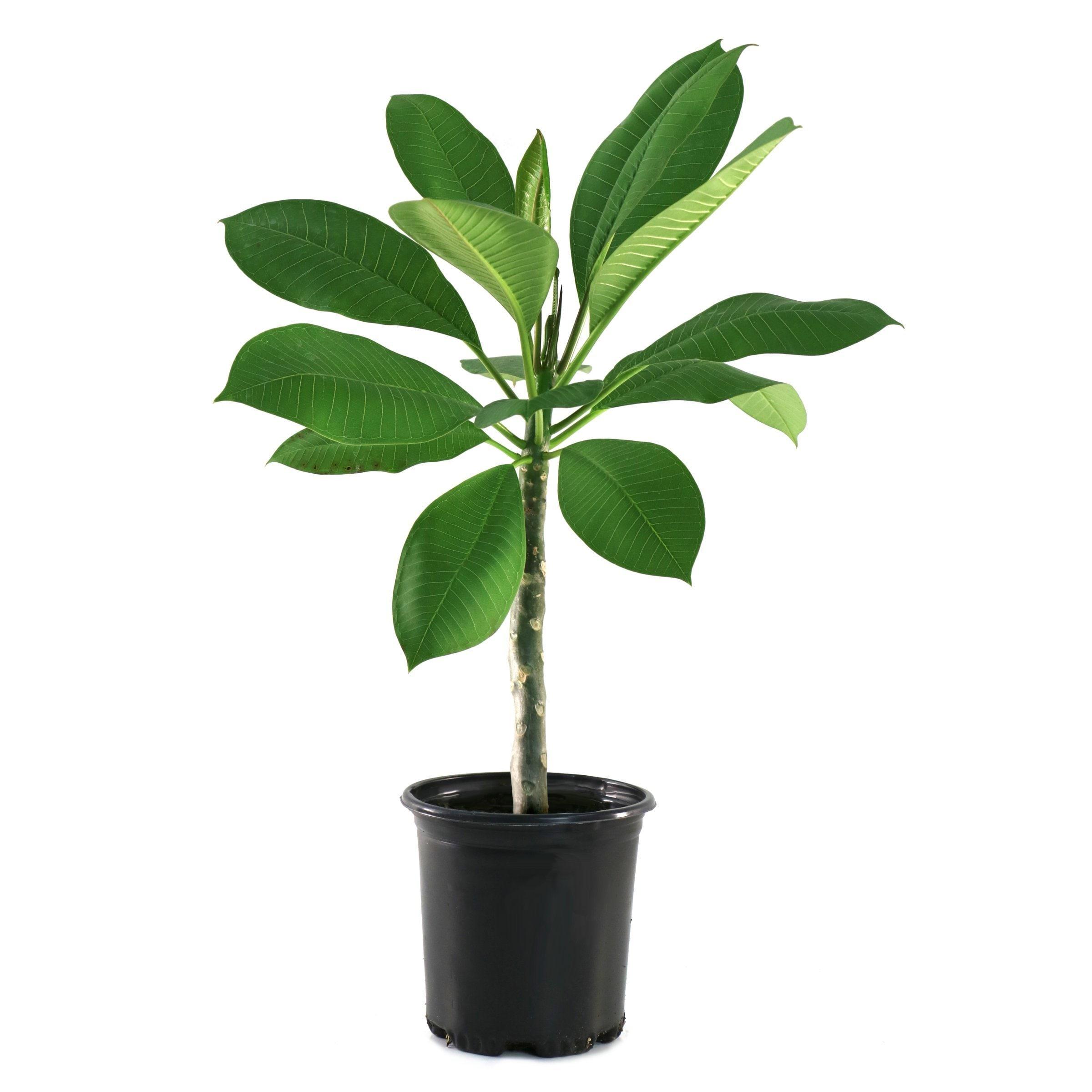 Yellow Gold Plumeria Flowering Bush in Green Planter