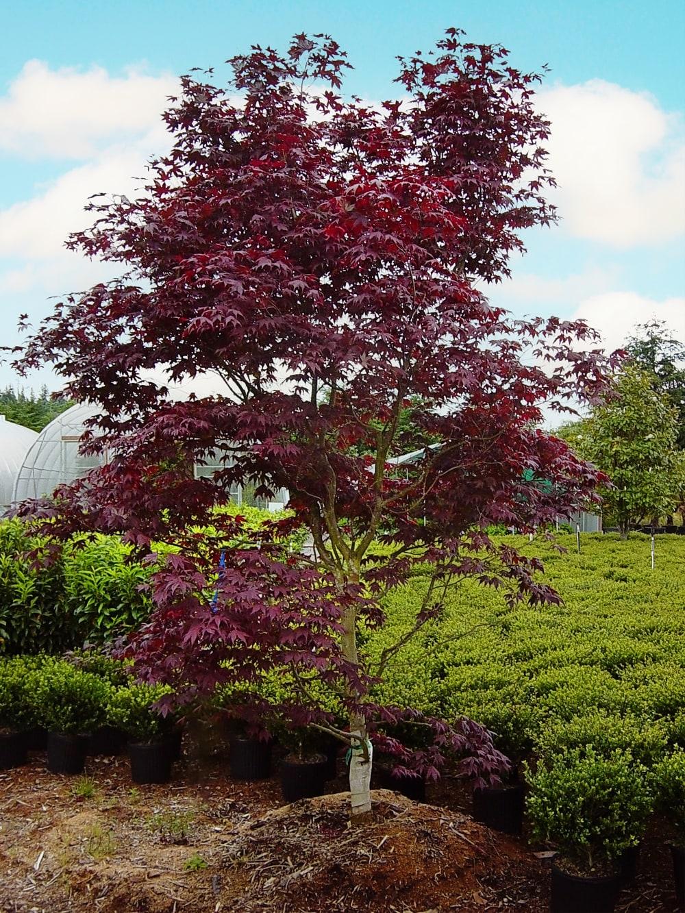 Expert Gardener 3 Gallon Bloodgood Japanese Maple