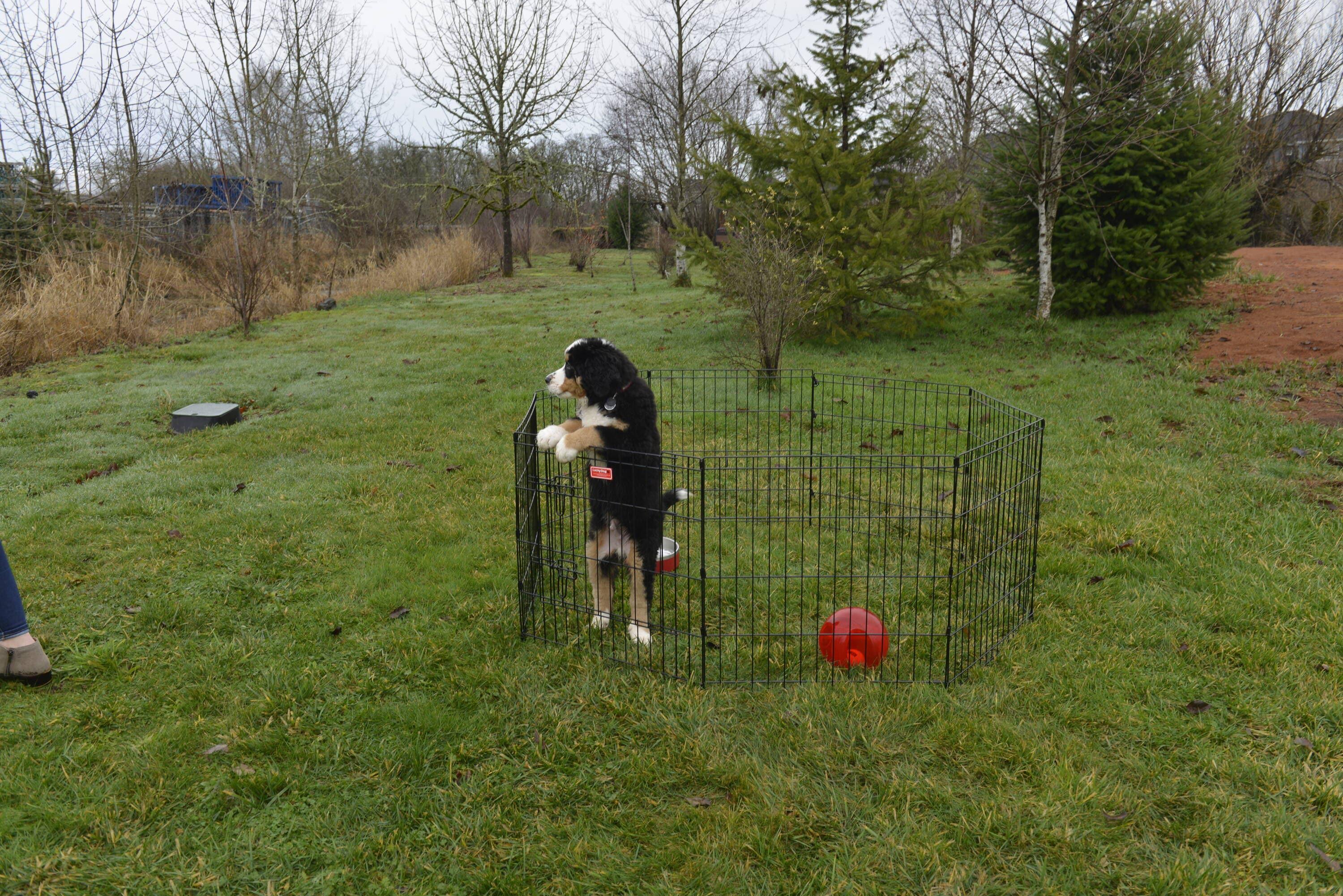 Foldable Metal Exercise Pet Play Pen for Dogs, Chickens, Rabbits and more