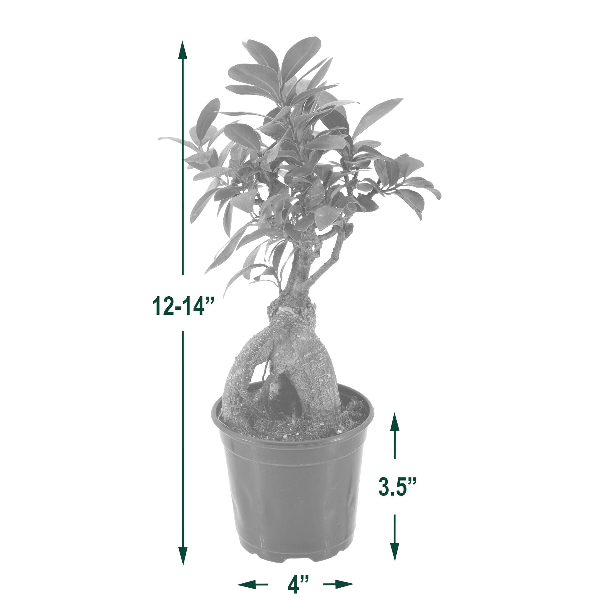Primrue 13'' Ficus Plant