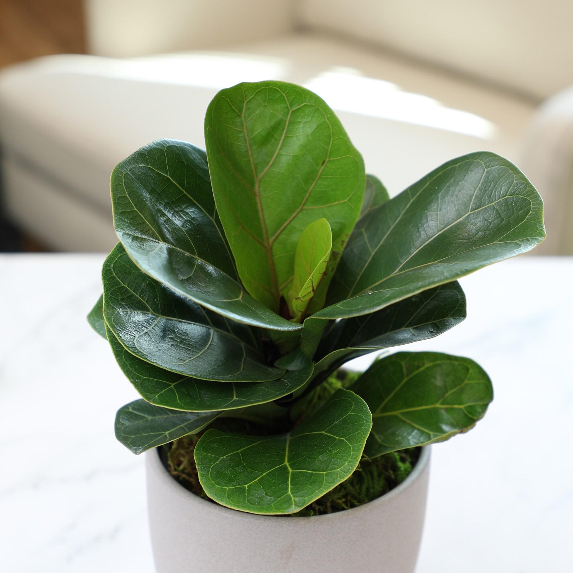 Medium Fiddle Leaf Fig in Brown Ceramic Planter