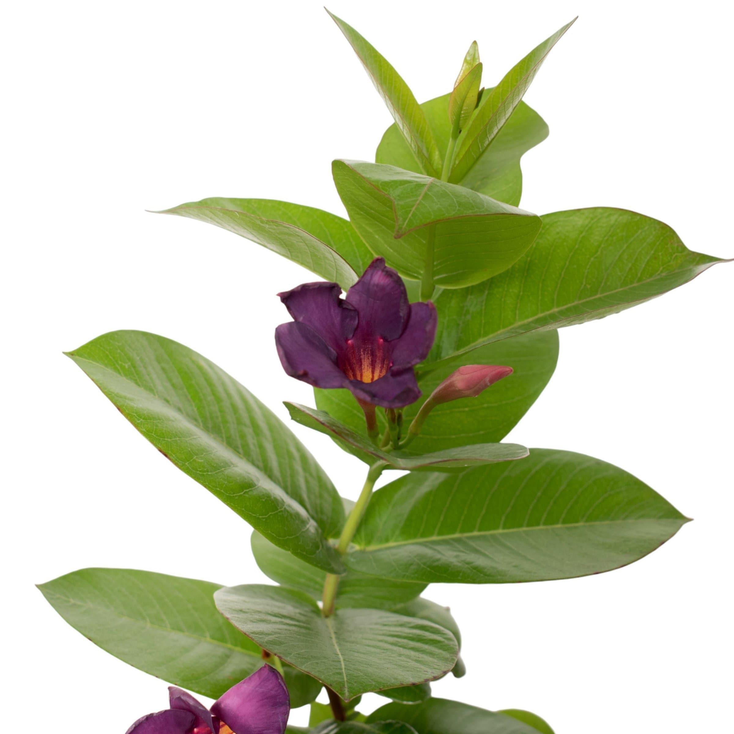 Blue Mandevilla Bluephoria Summer 4-inch Pot 3-Pack