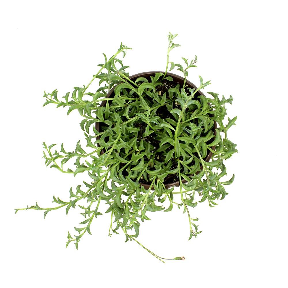 Element by Altman Plants String of Dolphins Succulent (Senecio Peregrinus) 6" Easy Live Plant Hanging Basket