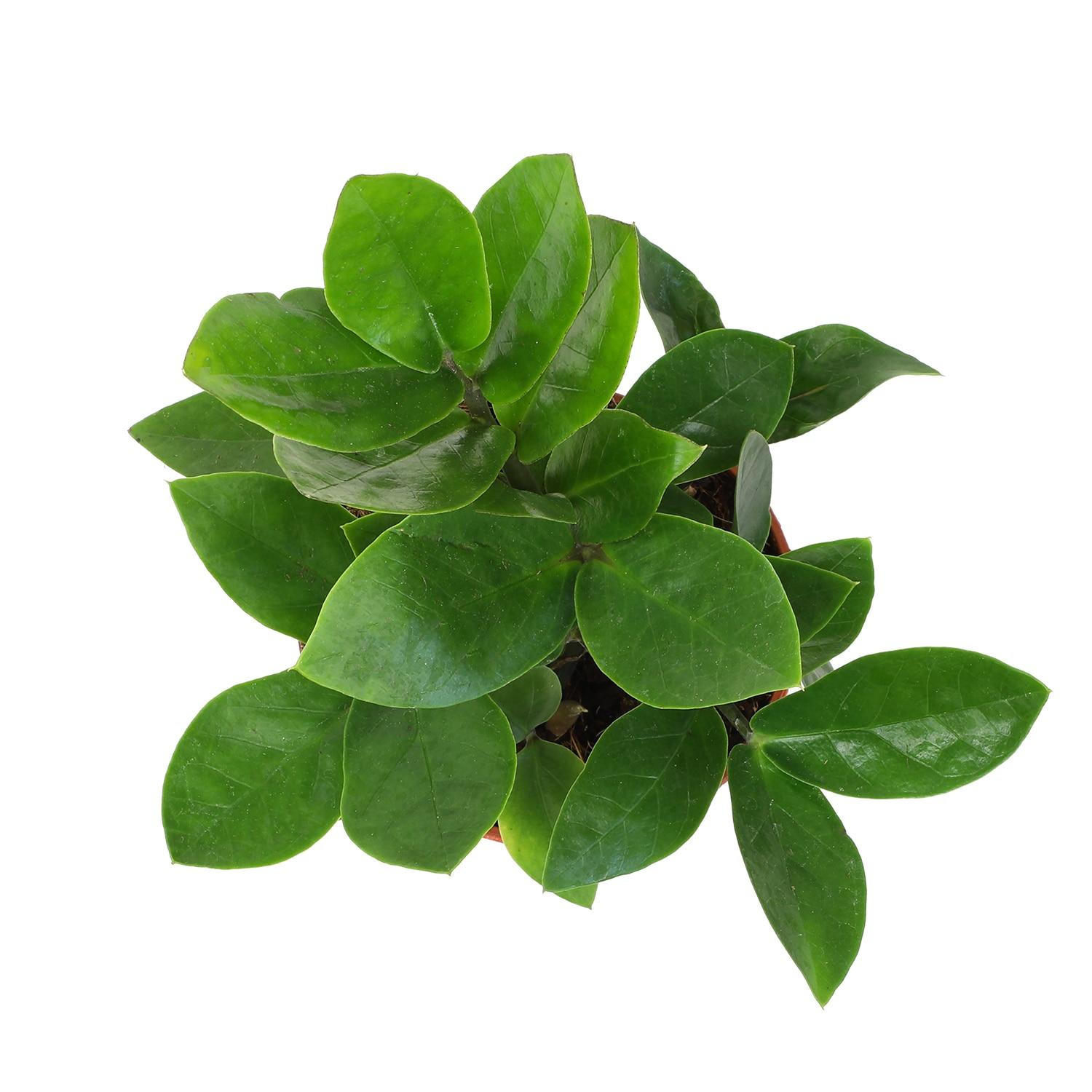 3.5in ZZ Plant in Plastic Nursery Pot