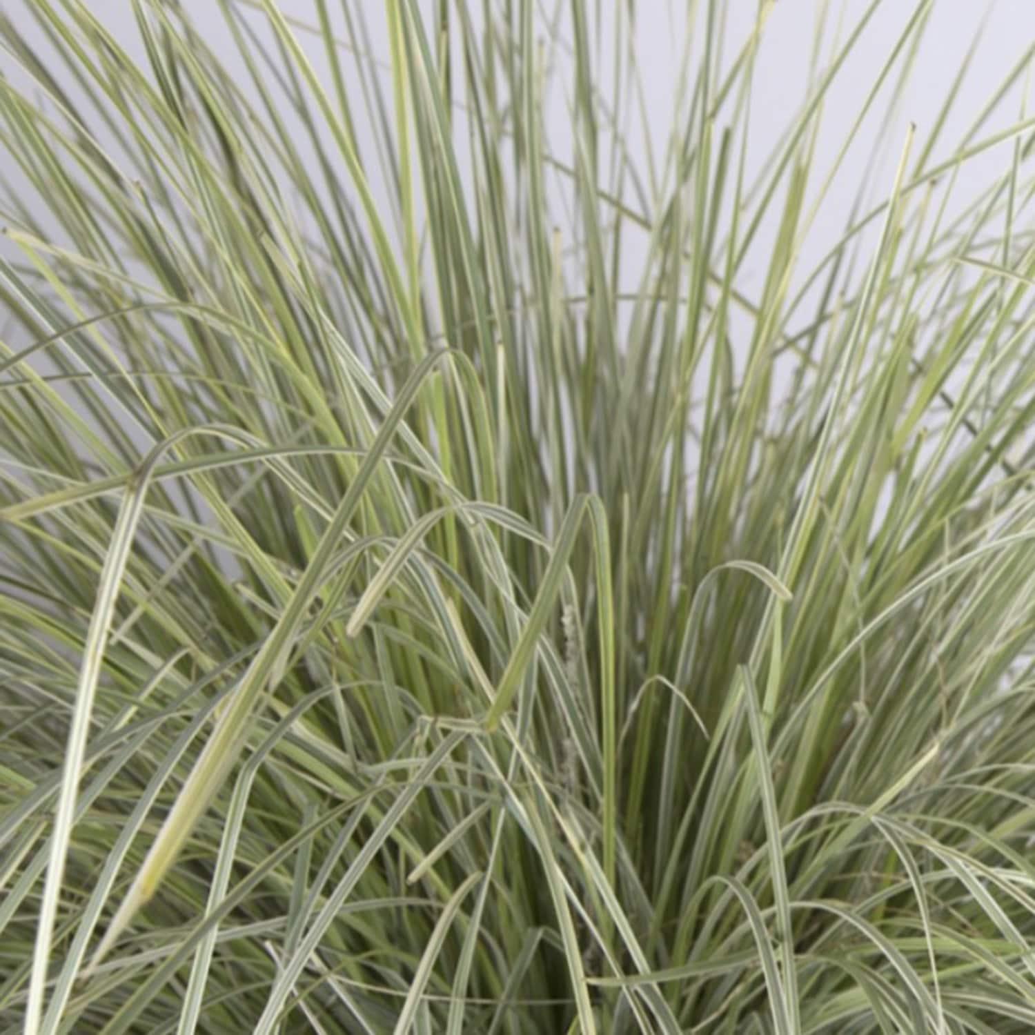 Southern Living Platinum Beauty Lomandra 'Mat Rush' Live Shrub in 2.5-Quart Grower Pot