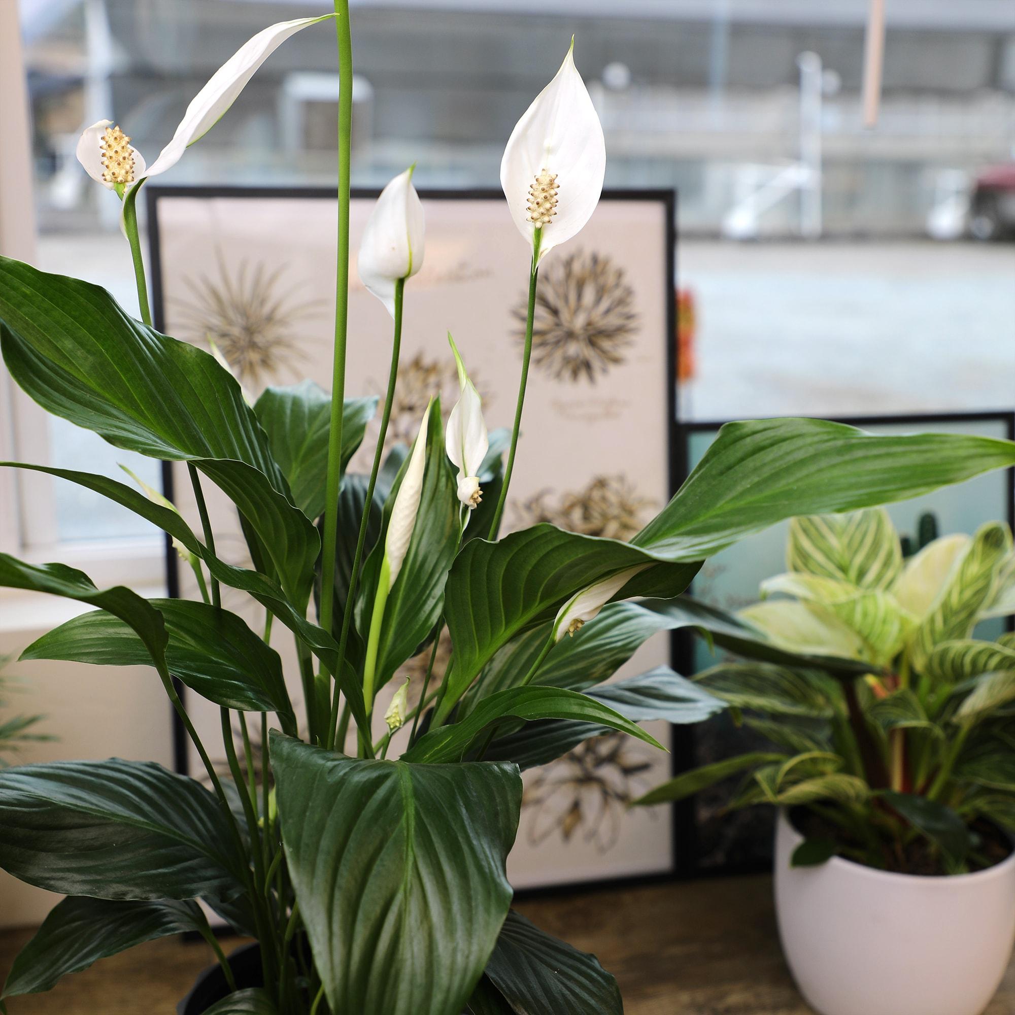 48-Inch White Peace Lily in Black Plastic Planter