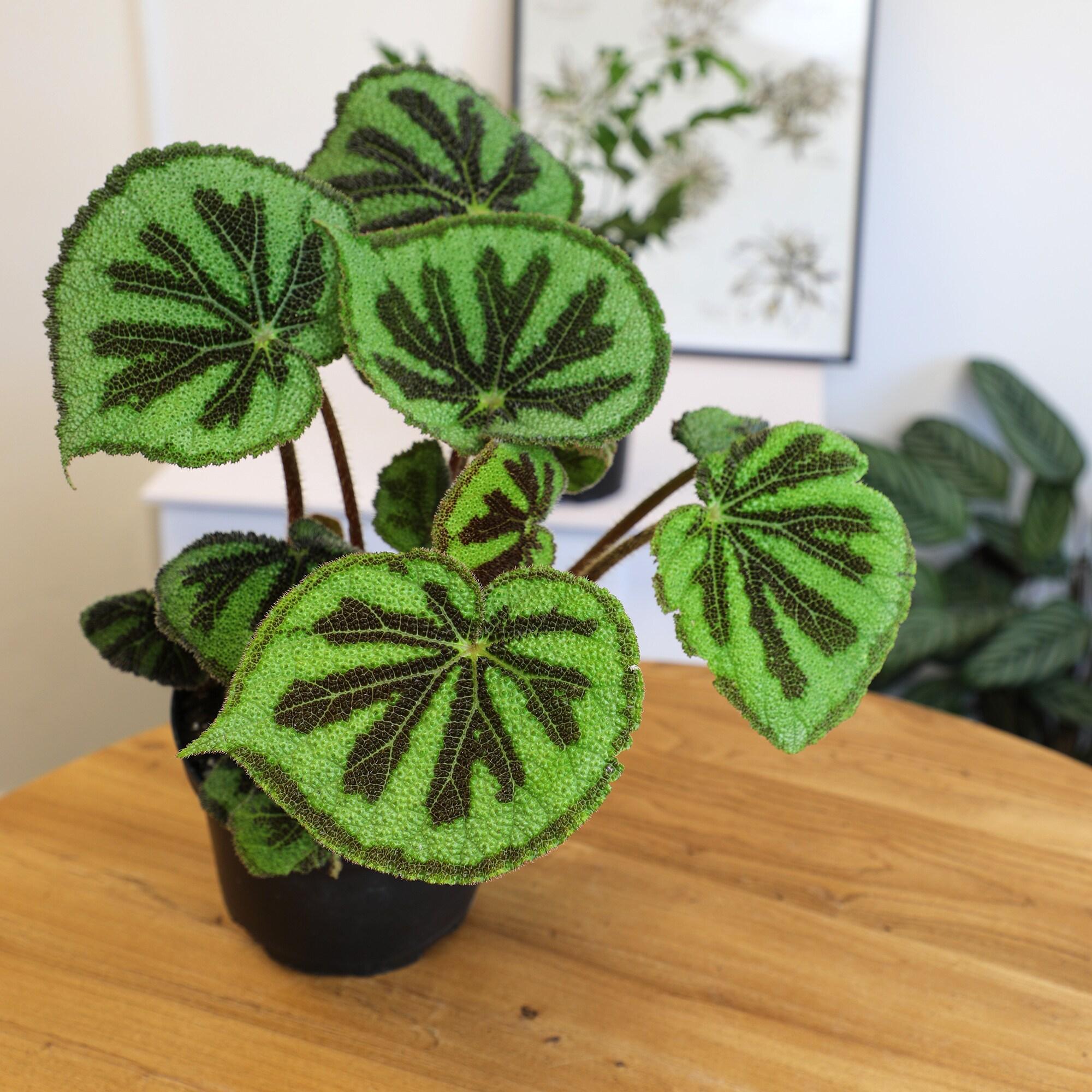 'Rock' Begonia Iron Cross Houseplant | 6in. Pot; Filtered Sun | Element Exotics by Altman Plants
