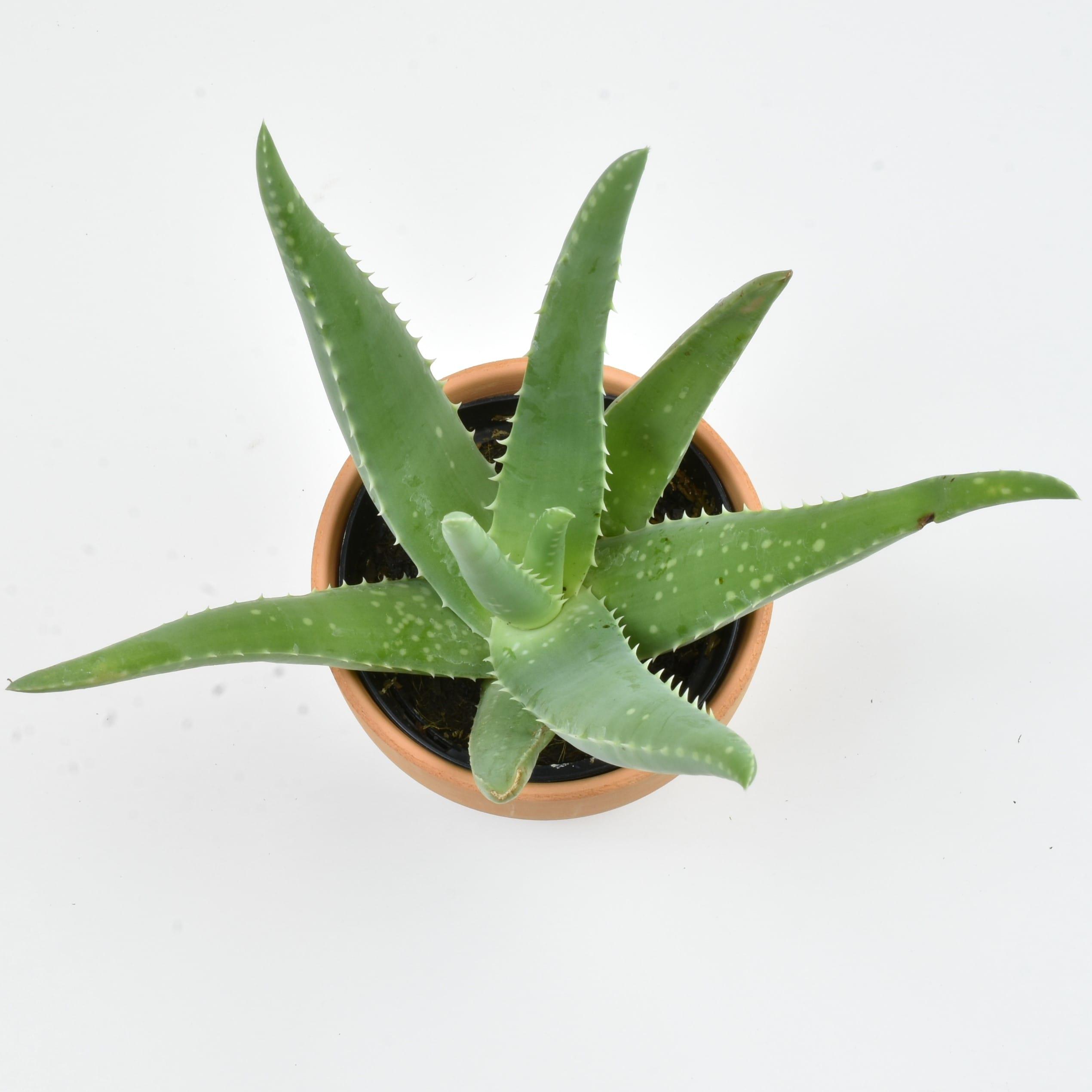 Altman Plants Aloe Vera Succulent Decor - Live Plant Gift - 3.5 in Terracotta Plant Pot