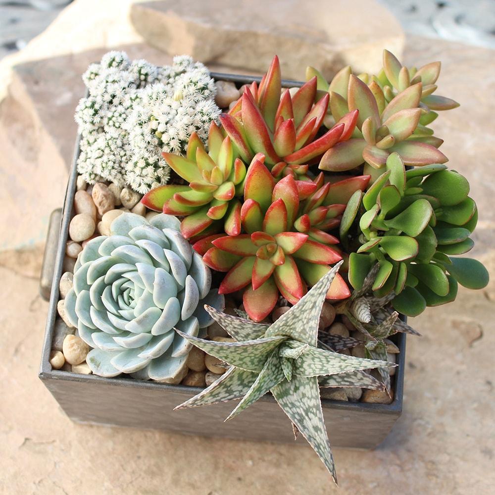Element by Altman Plants Multicolor Succulent, Live Indoor House Plants with Grower Pots , 2.5 inch , Pack of 4 (Assorted)