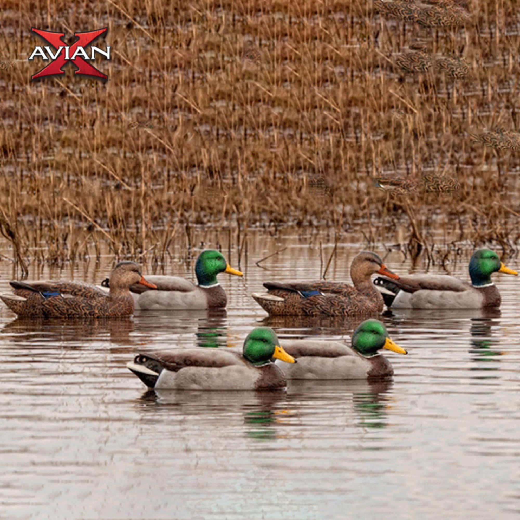 Open Box Avian X Early Season Mallard Duck Realistic Decoys, Multicolor, 6pk
