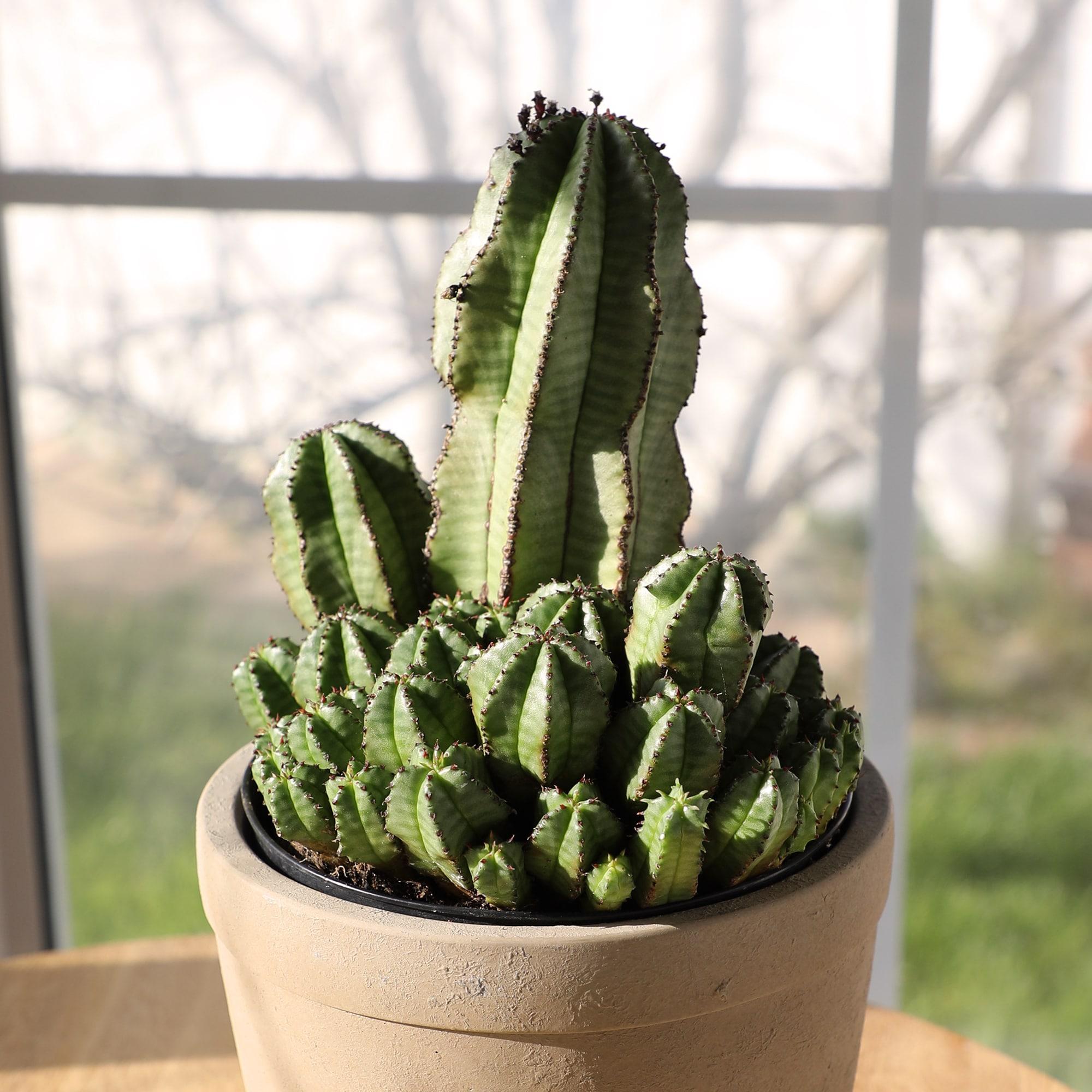 Altman Plants Tanzanian Zipper Plant, Euphorbia Cactus | 6in Décor Pot, Filtered Sun, Exotic Plant