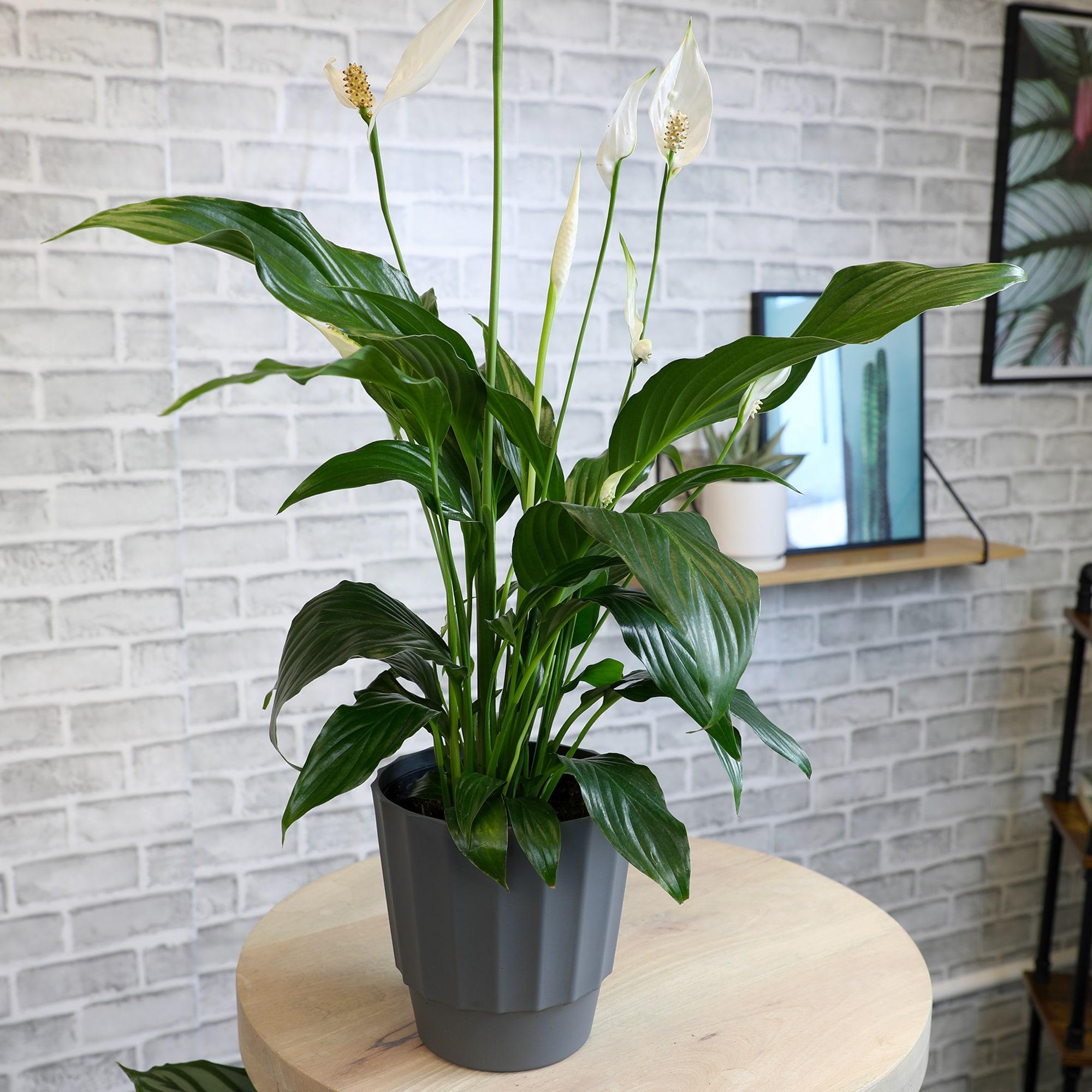 48-Inch White Peace Lily in Black Plastic Planter