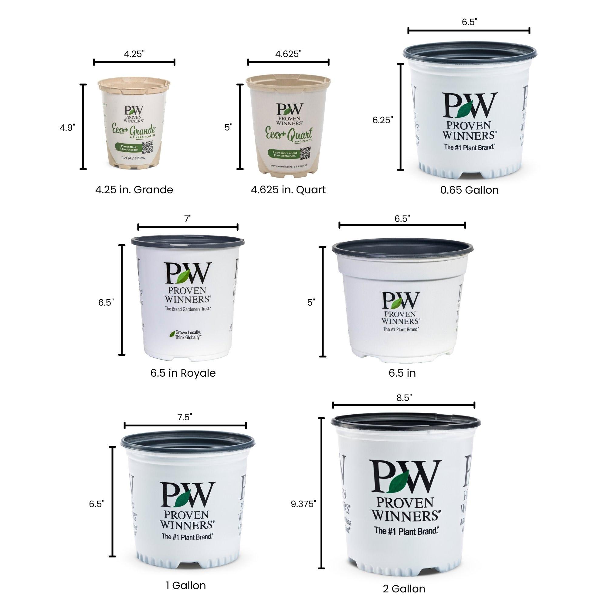 Proven Winners ITEPRC1037800 Fizzy Mizzy Sweetspire Live Plant, 4.5 in. Quart, White Flowers