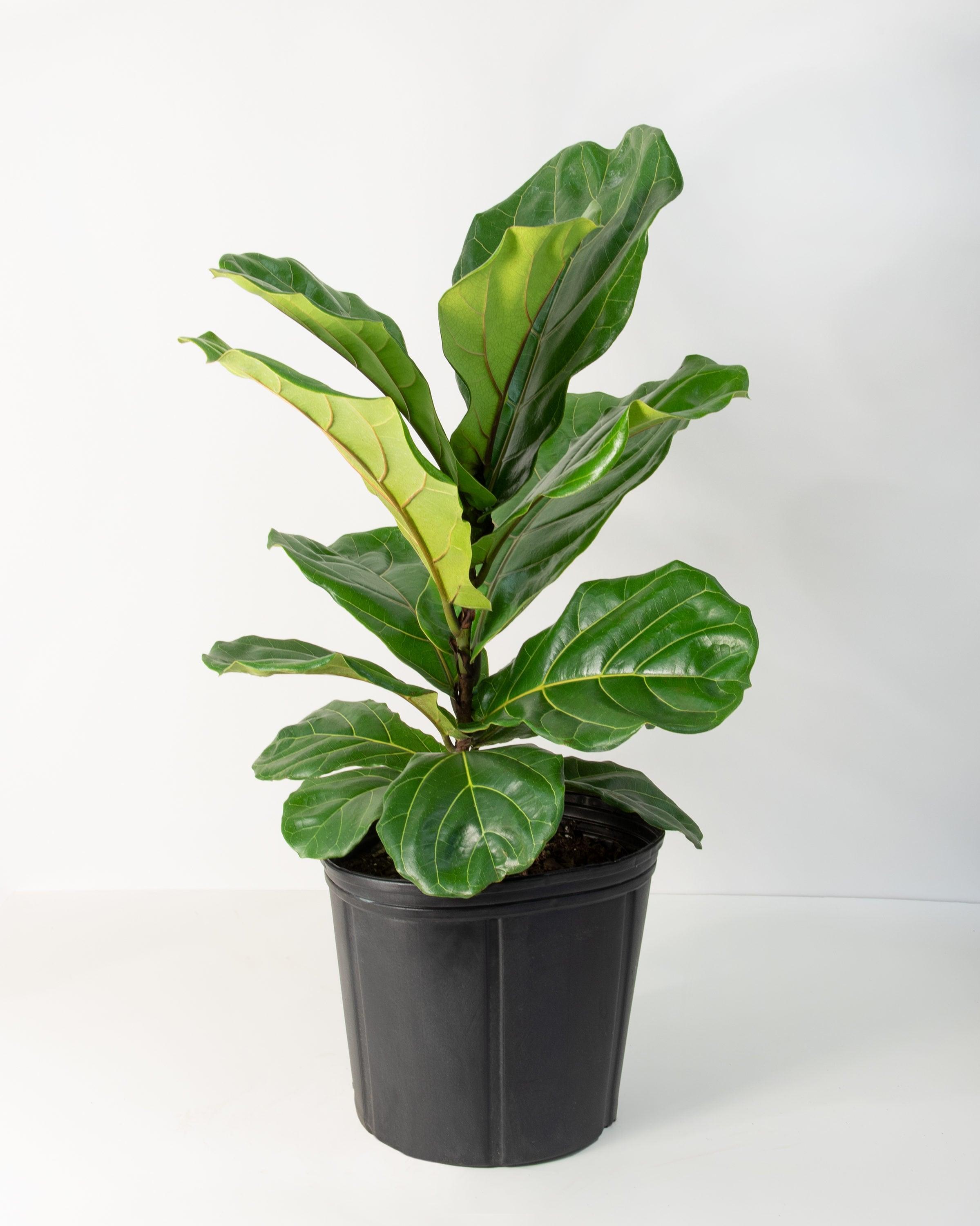 10&#34; Fiddle Leaf Fig Plant - National Plant Network